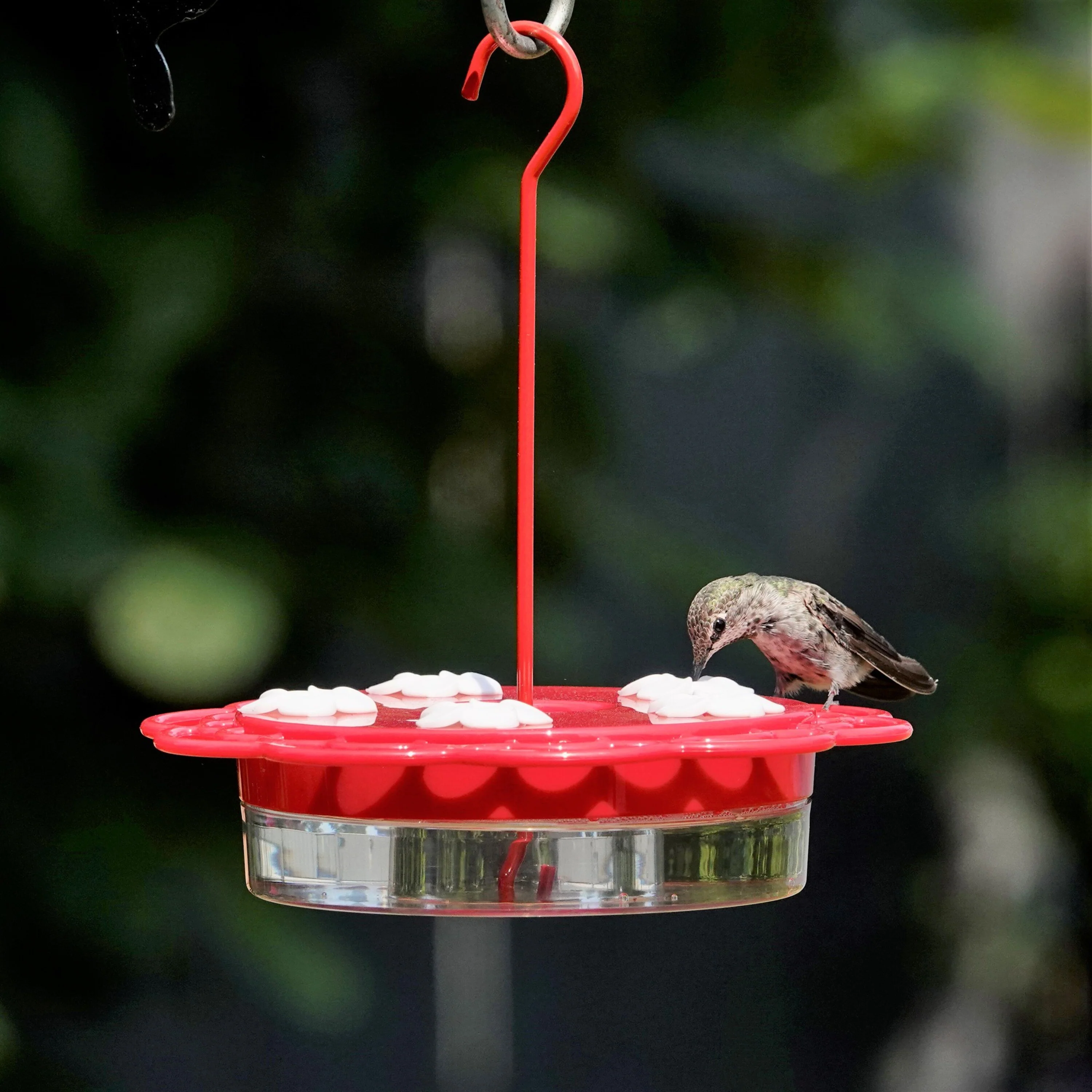 2-in-1 Red Plastic Hanging Dish or Window Mount Hummingbird Feeder