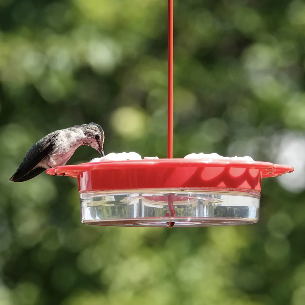 2-in-1 Red Plastic Hanging Dish or Window Mount Hummingbird Feeder - Image 10