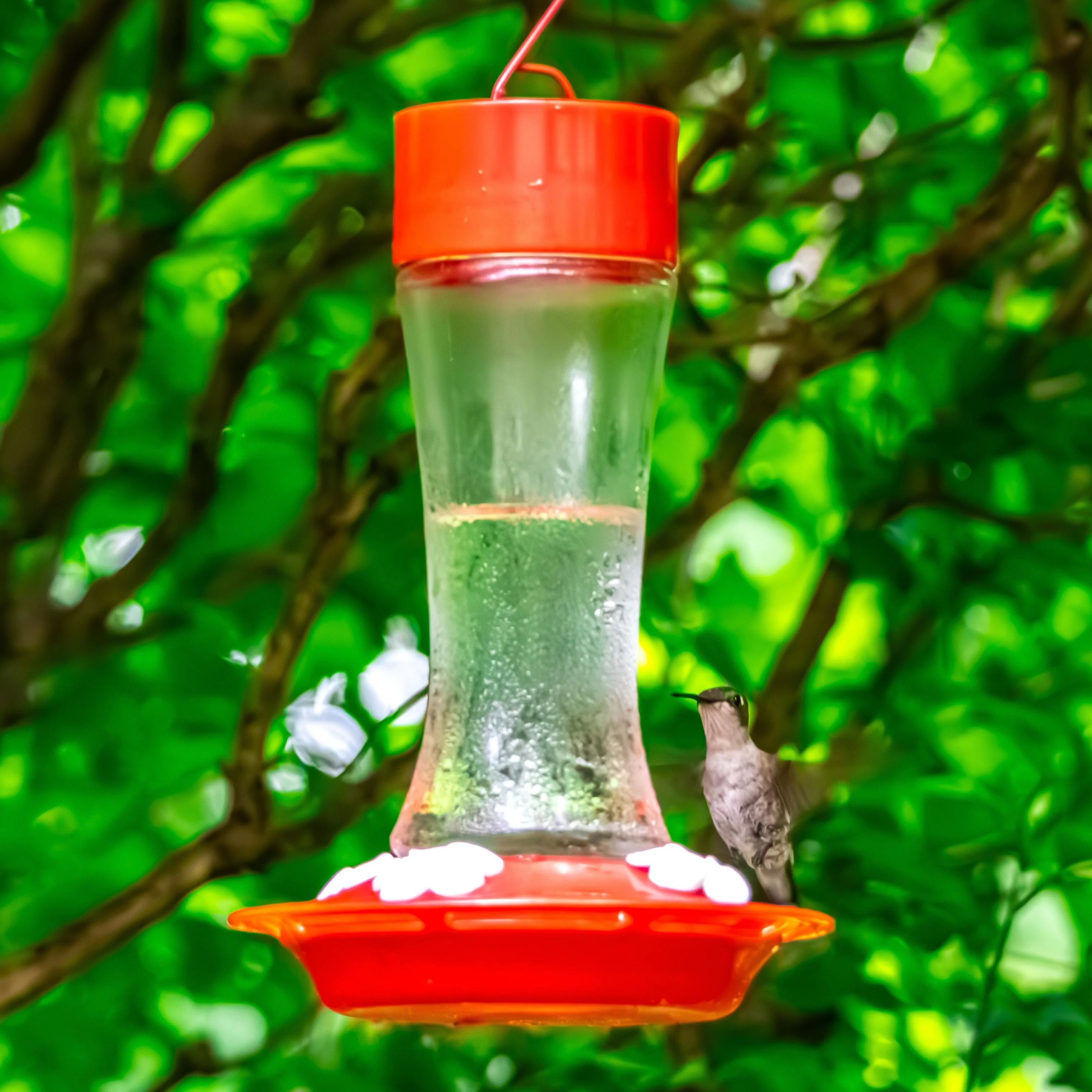 2-Pack Scarlet Silhouette Glass Gravity Hummingbird Feeder - Image 10