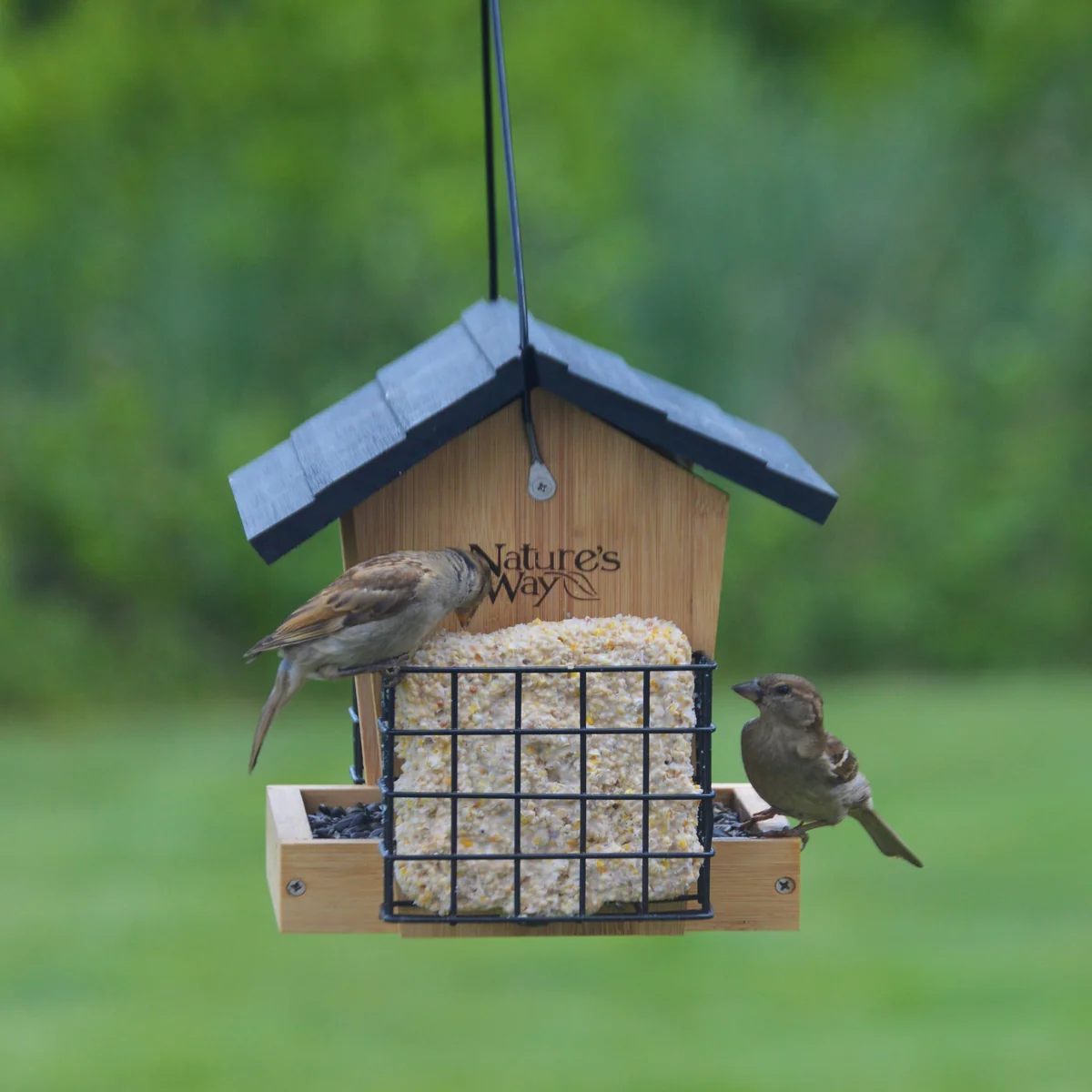 3 QT Hopper Feeder w/2 Suet Cages - Image 8