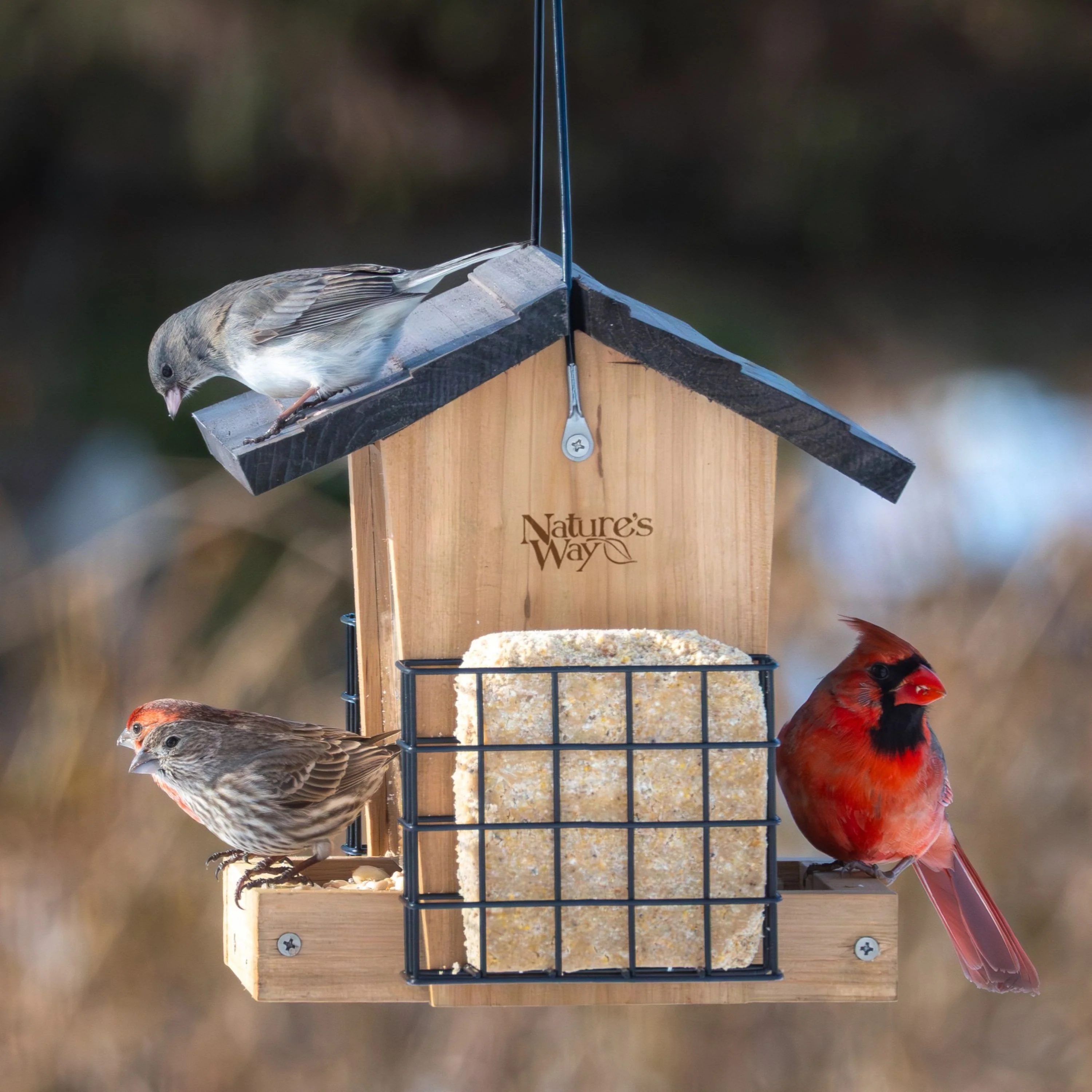 Cedar 3 QT Hopper Feeder w/ 2 Suet Cages