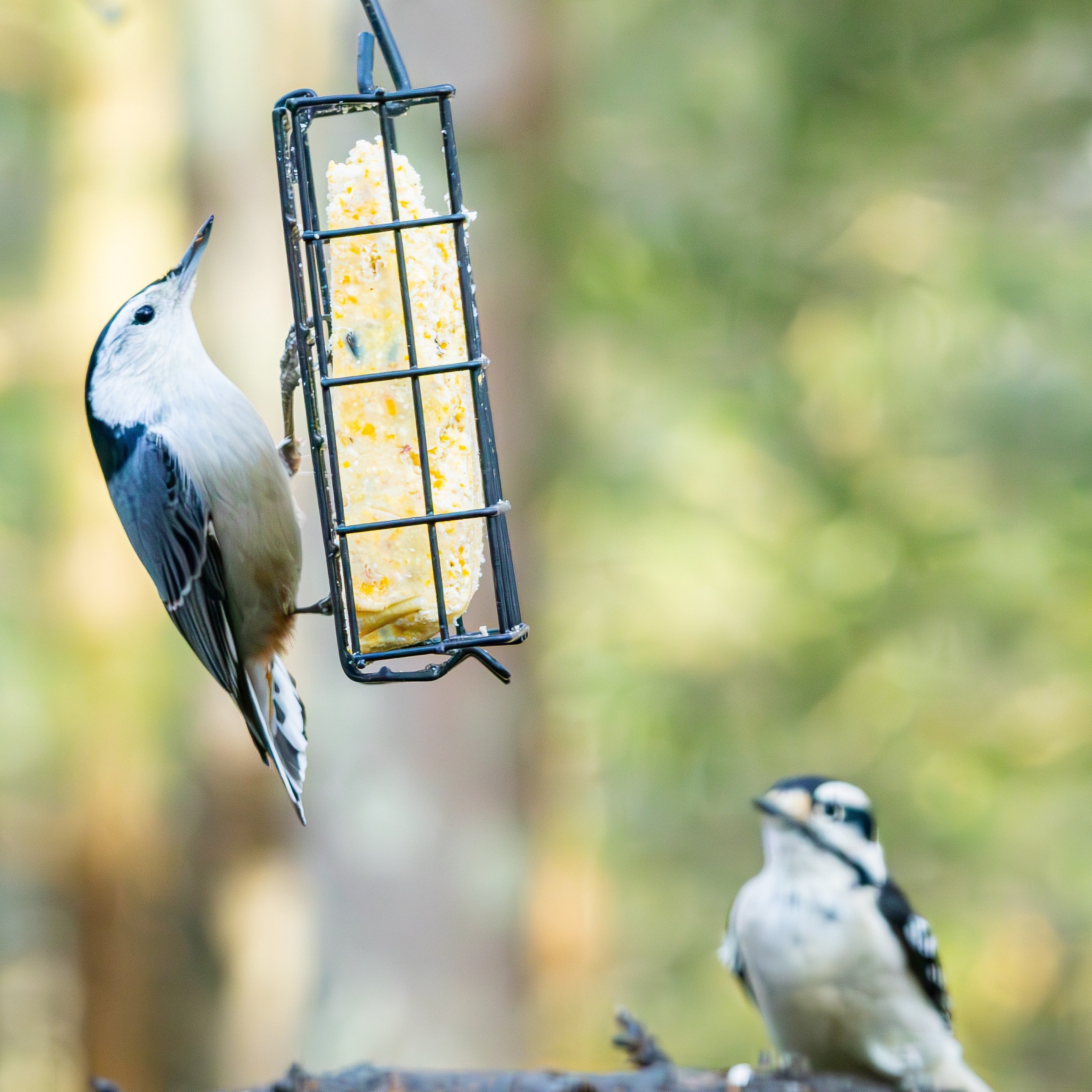 Metal Single Cake Suet Cage Bird Feeder - Single Cake - Image 10