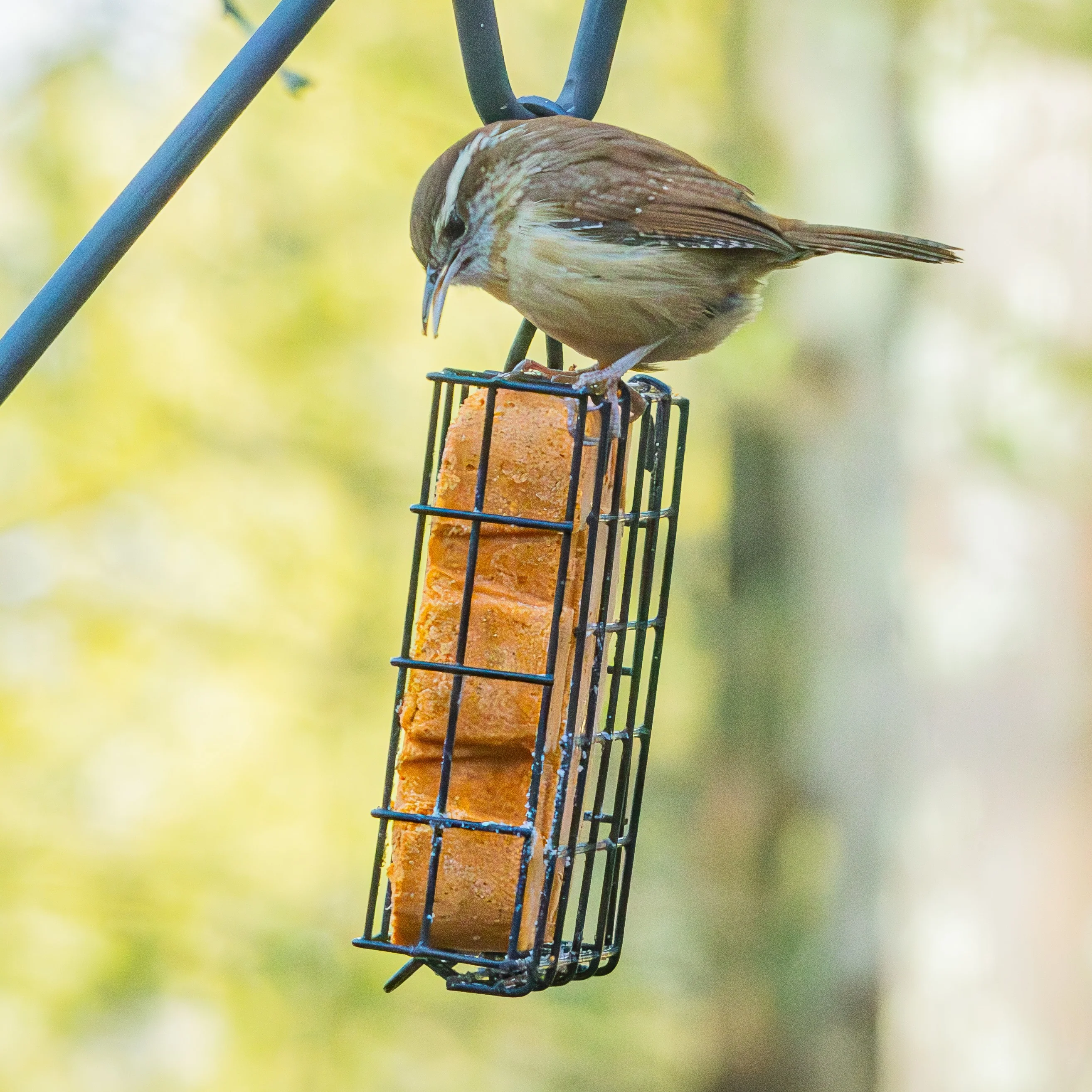 Metal Single Cake Suet Cage Bird Feeder - Single Cake - Image 11