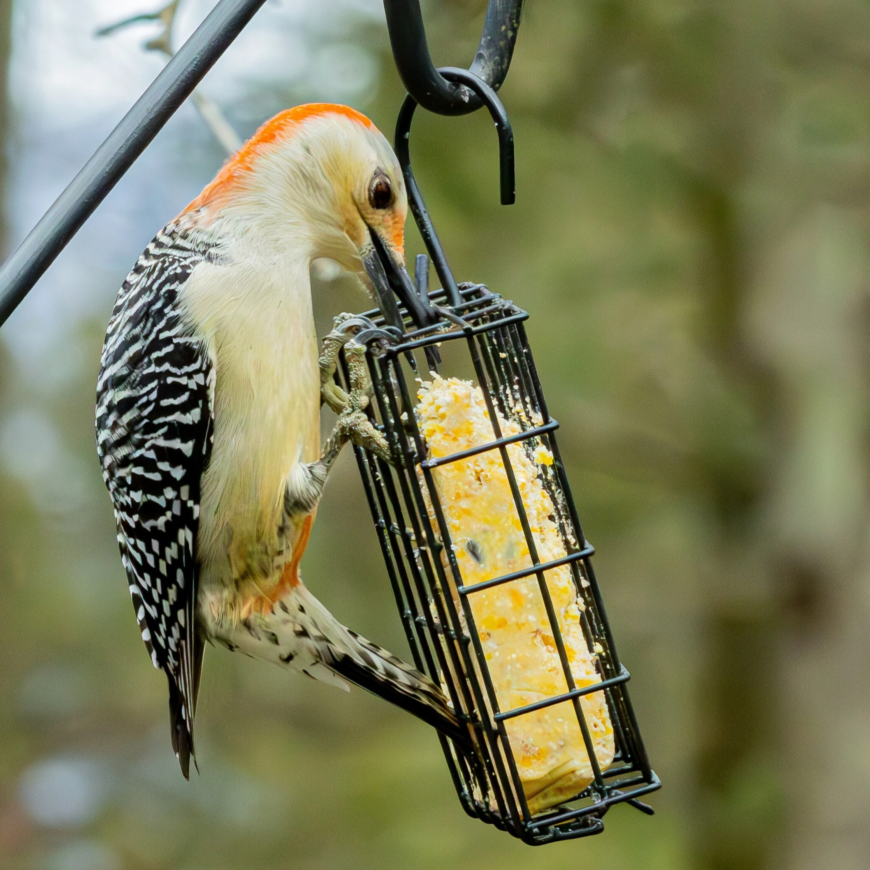 Metal Single Cake Suet Cage Bird Feeder - Single Cake - Image 7