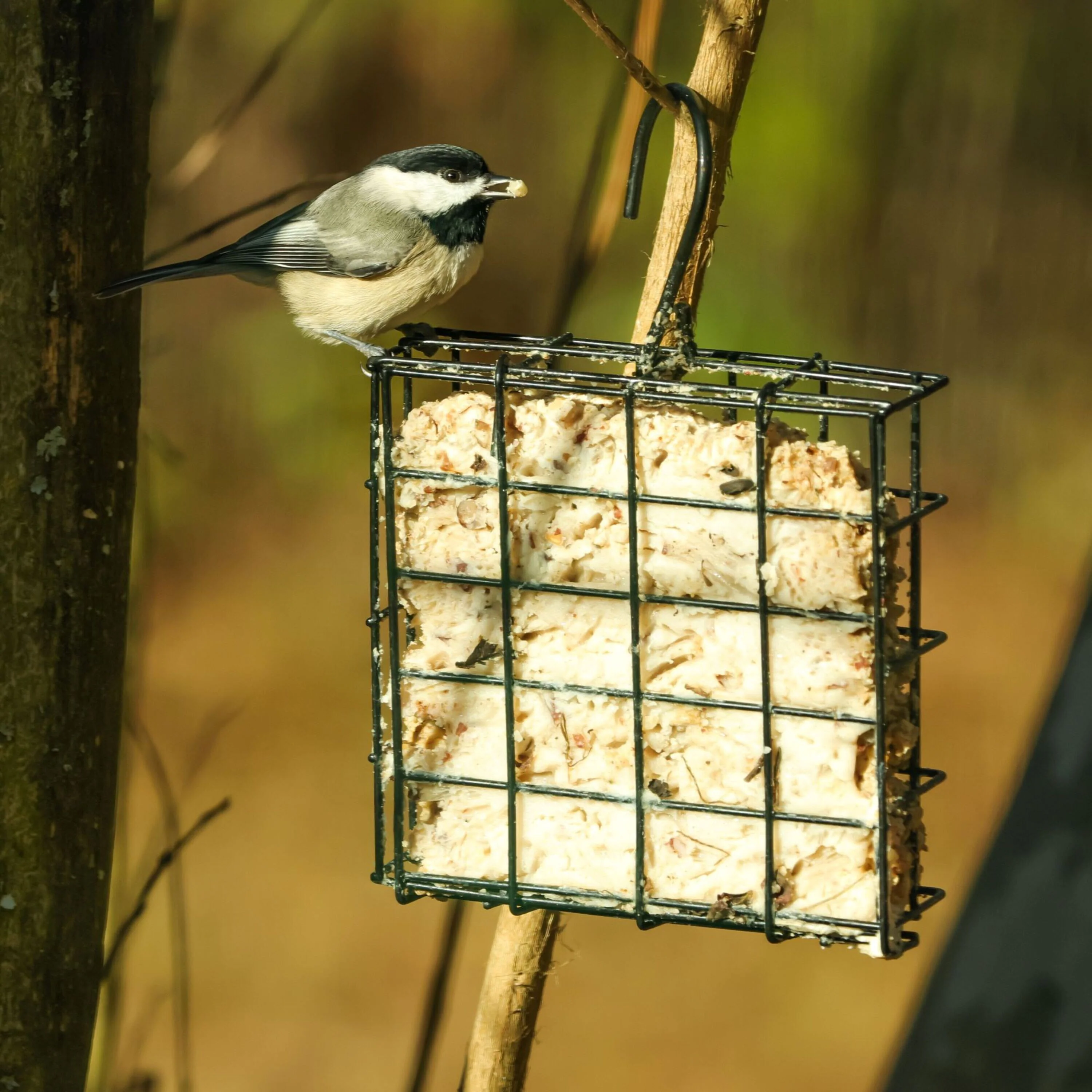Metal Single Cake Suet Cage Bird Feeder - Single Cake - Image 8