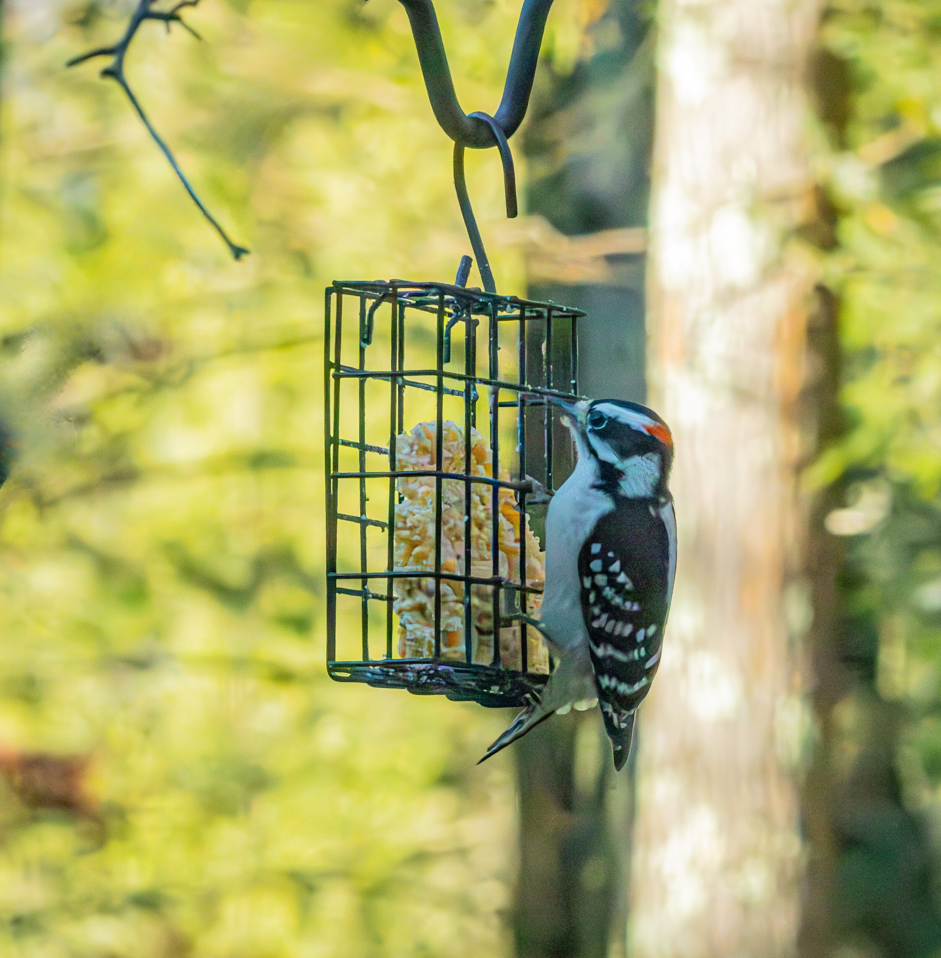 Metal Single Cake Suet Cage Bird Feeder - Single Cake - Image 9