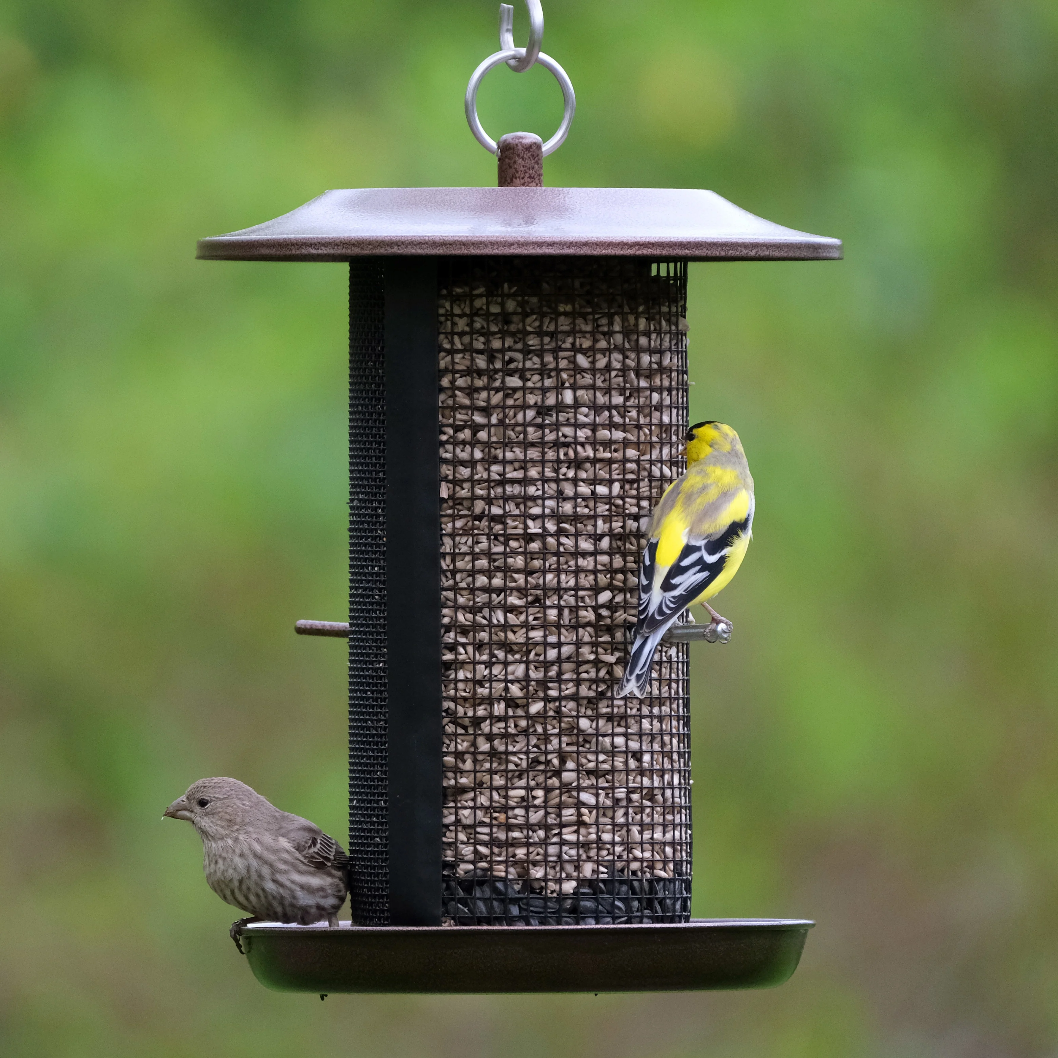 Beloved Bronze Dual-Chamber Metal Mesh Bird Feeder - Image 7