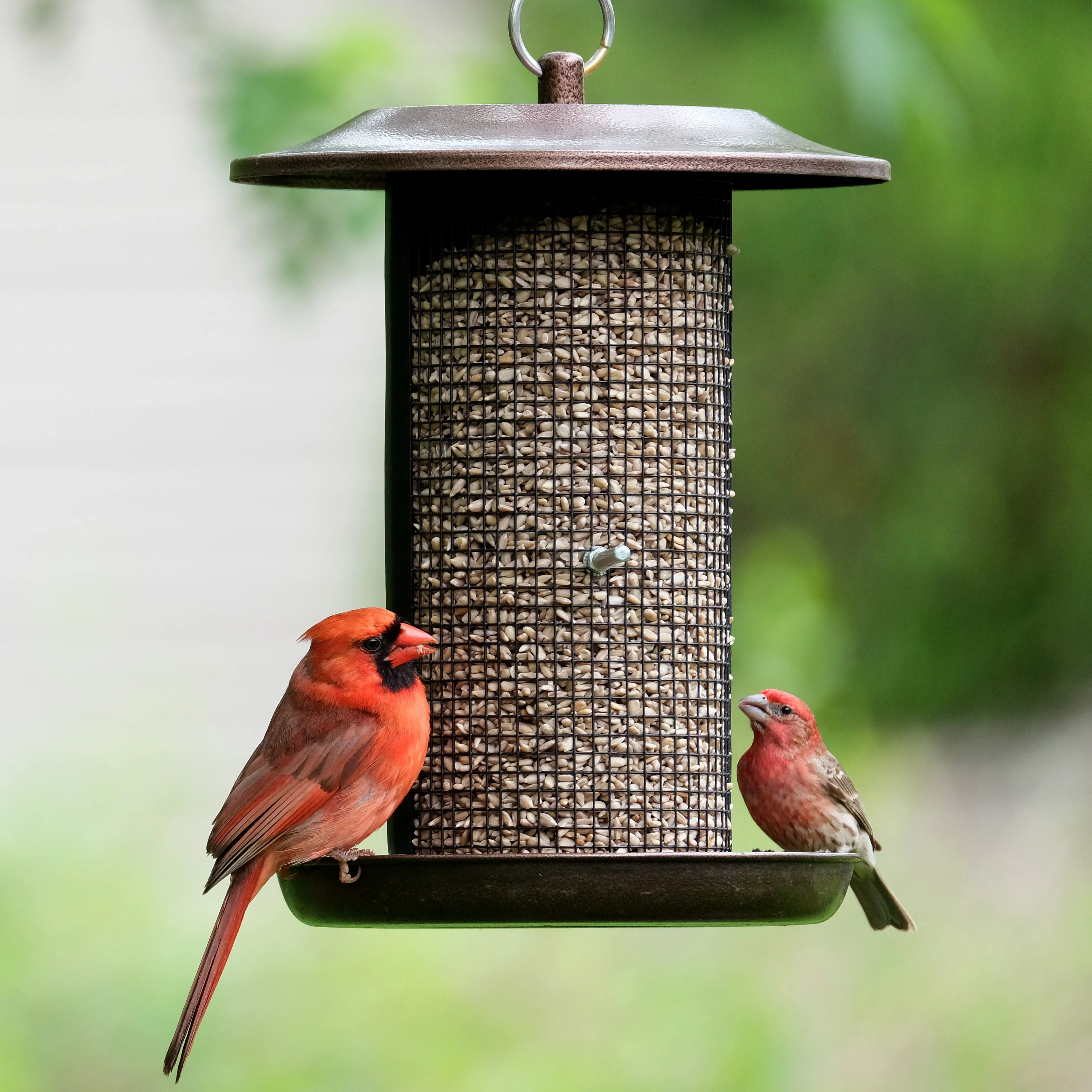 Beloved Bronze Dual-Chamber Metal Mesh Bird Feeder - Image 8