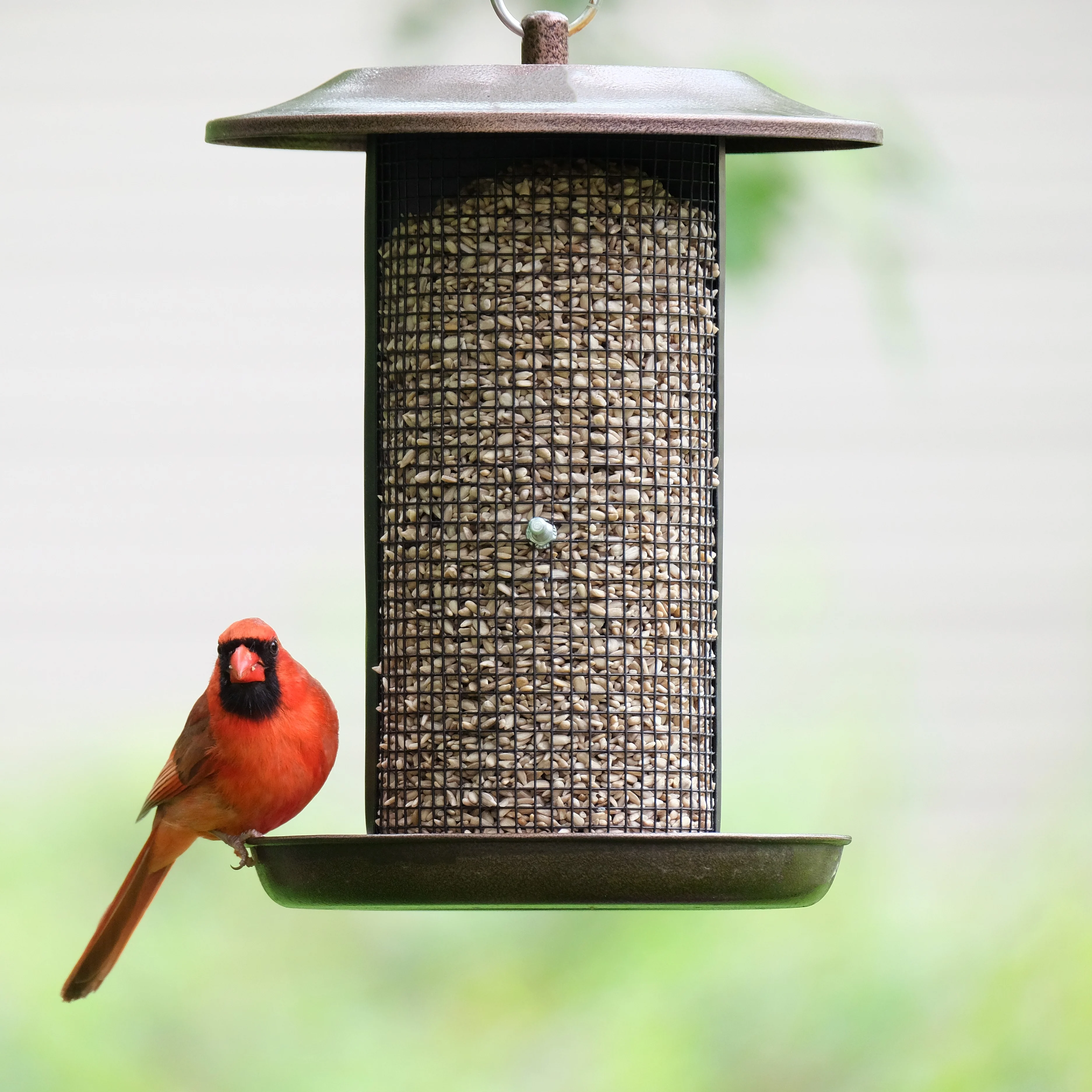 Beloved Bronze Dual-Chamber Metal Mesh Bird Feeder - Image 9