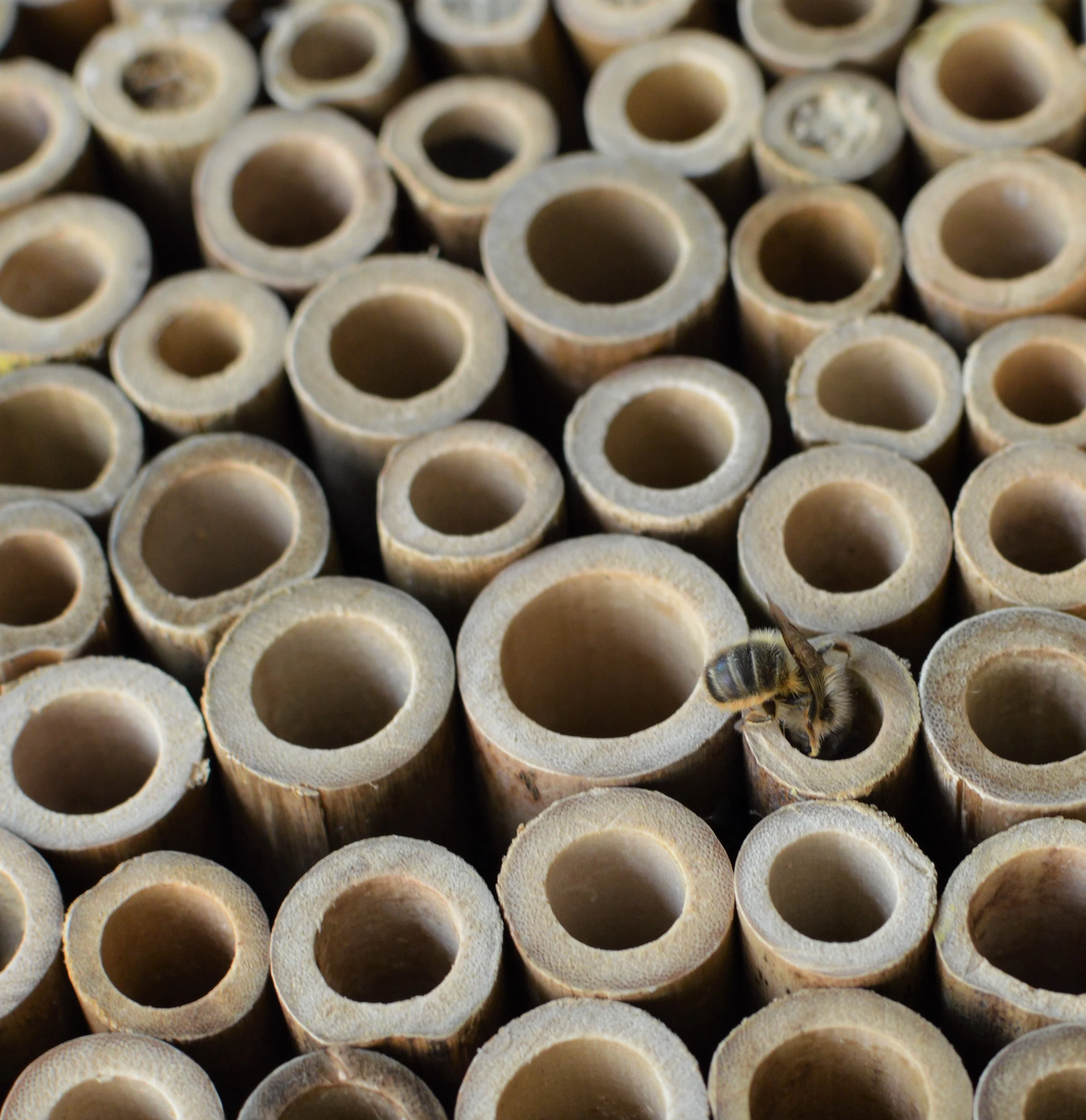 Better Gardens Farmhouse Bee Home - Image 4