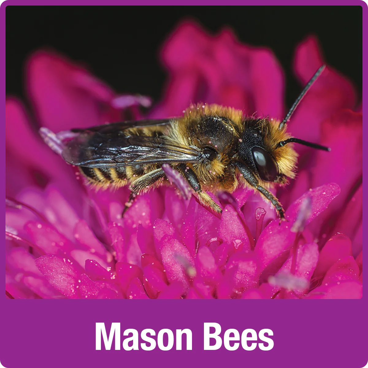 Better Gardens Farmhouse Bee Home - Image 7