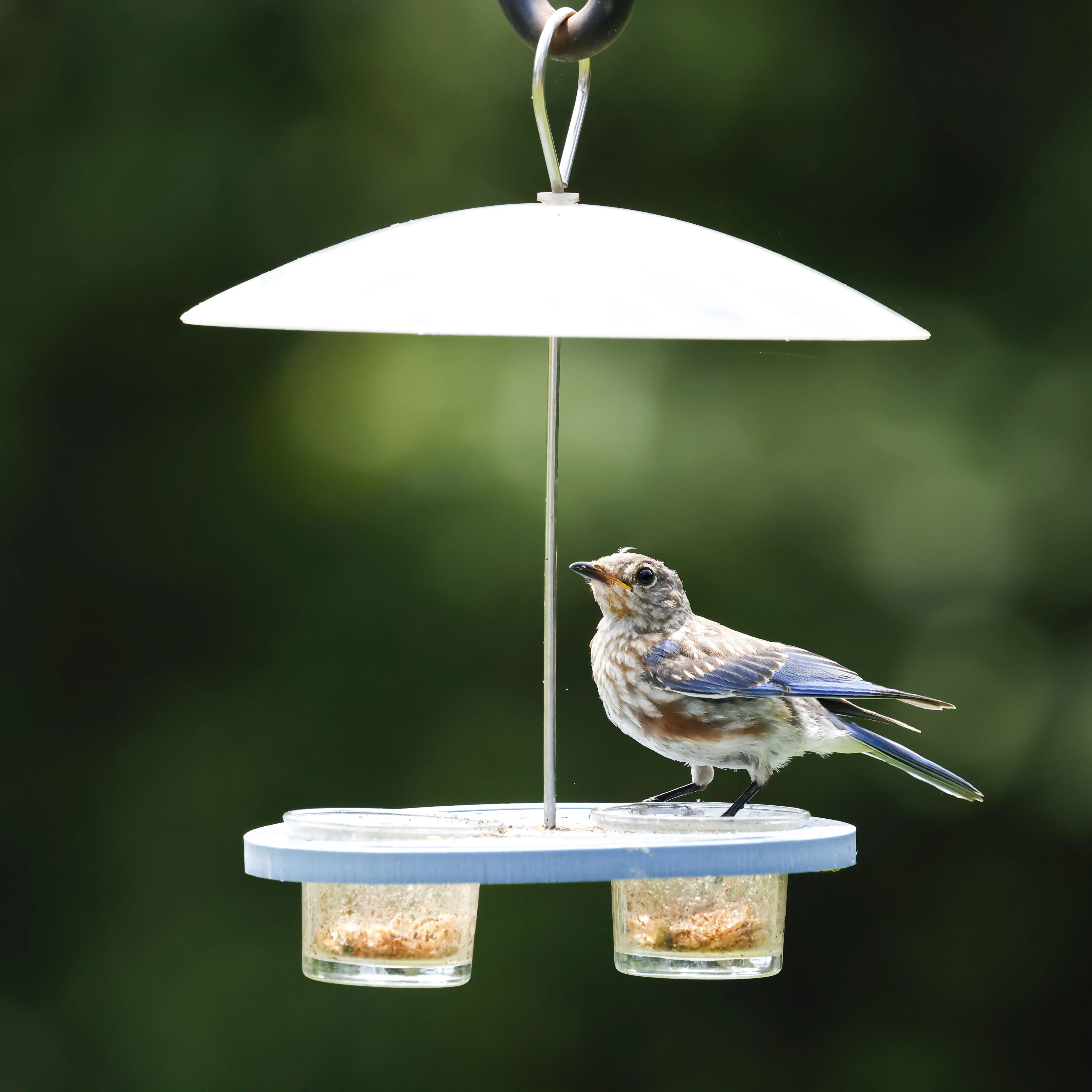 Bluebird Bistro Recycled Plastic Bird Feeder - Image 10
