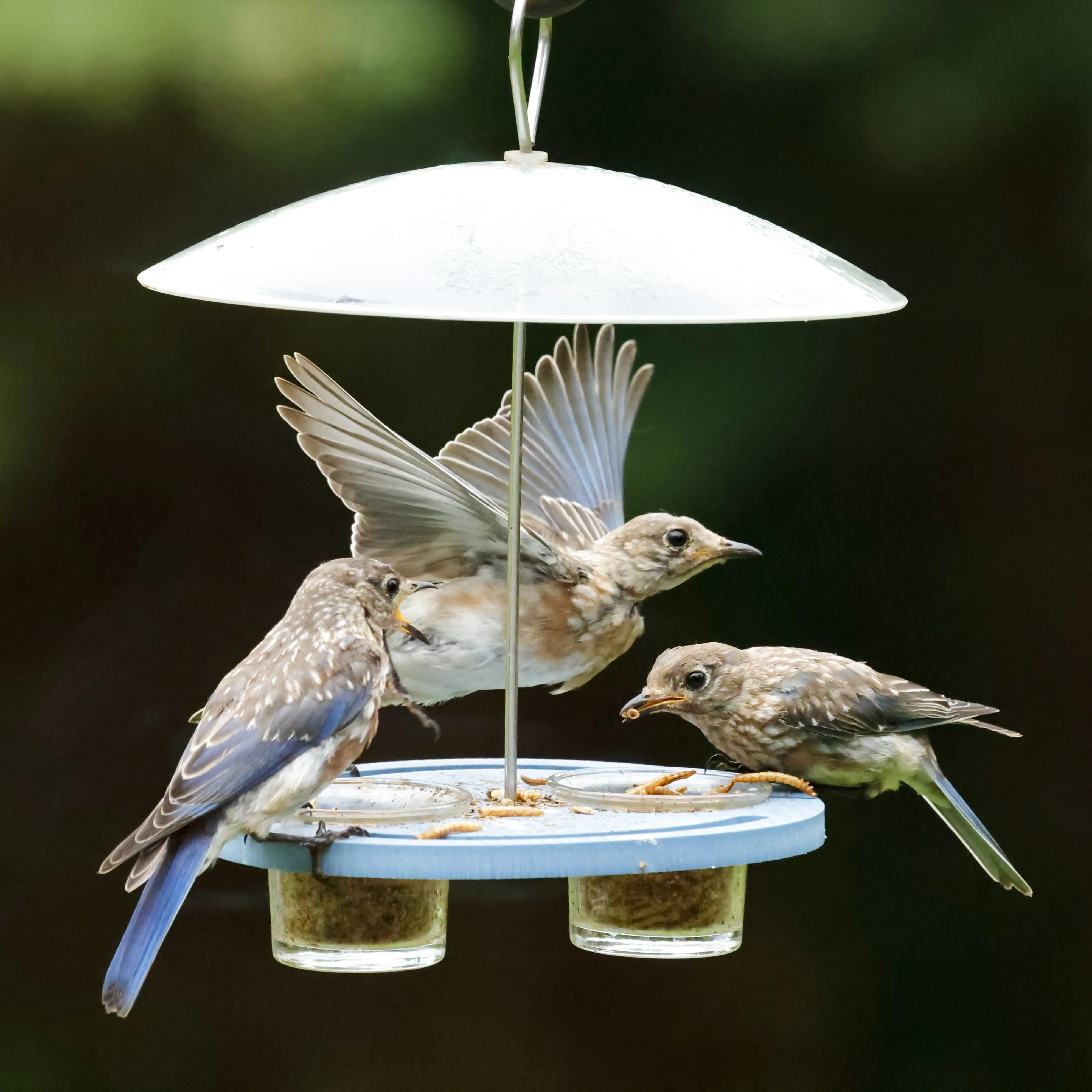Bluebird Bistro Recycled Plastic Bird Feeder - Image 7