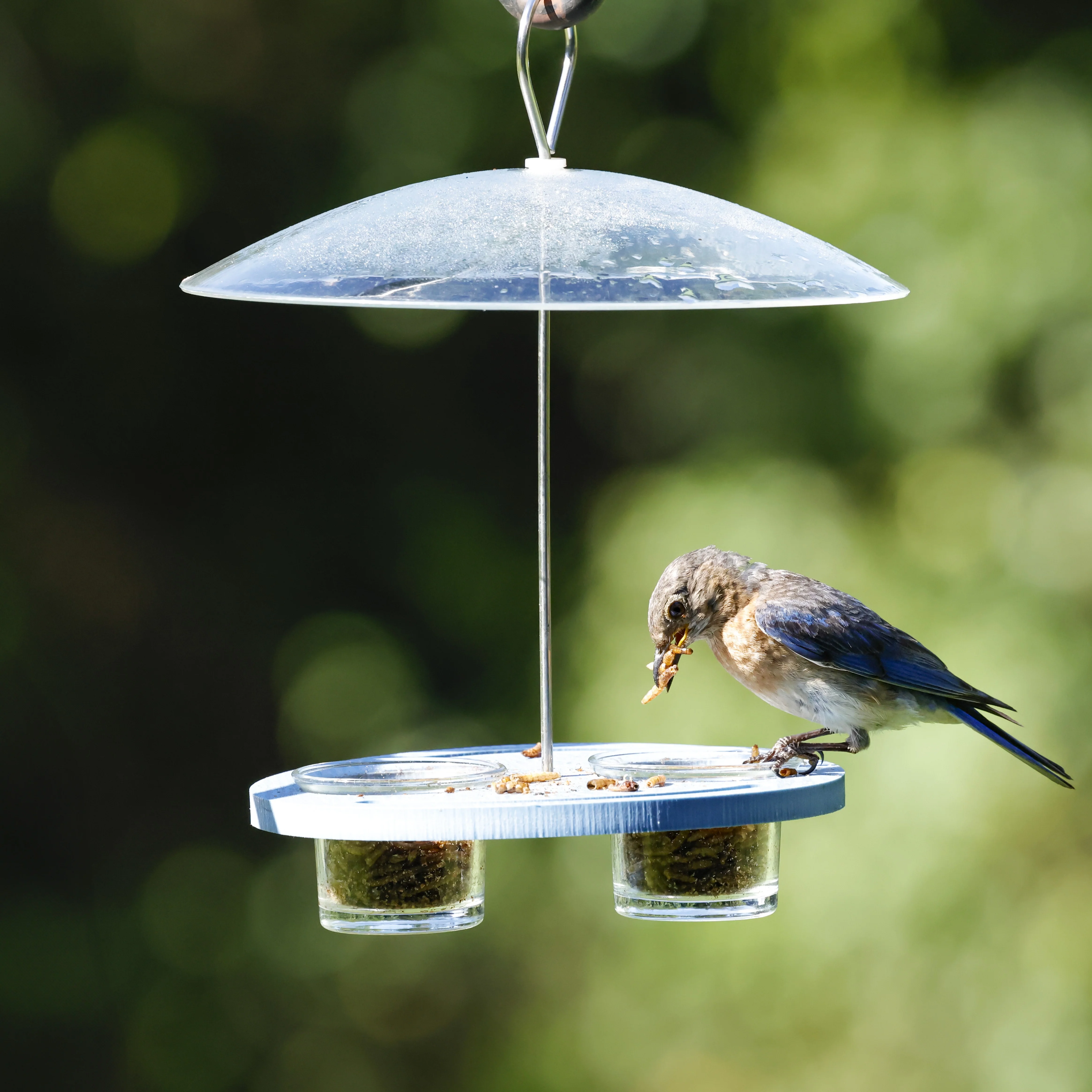 Bluebird Bistro Recycled Plastic Bird Feeder - Image 8