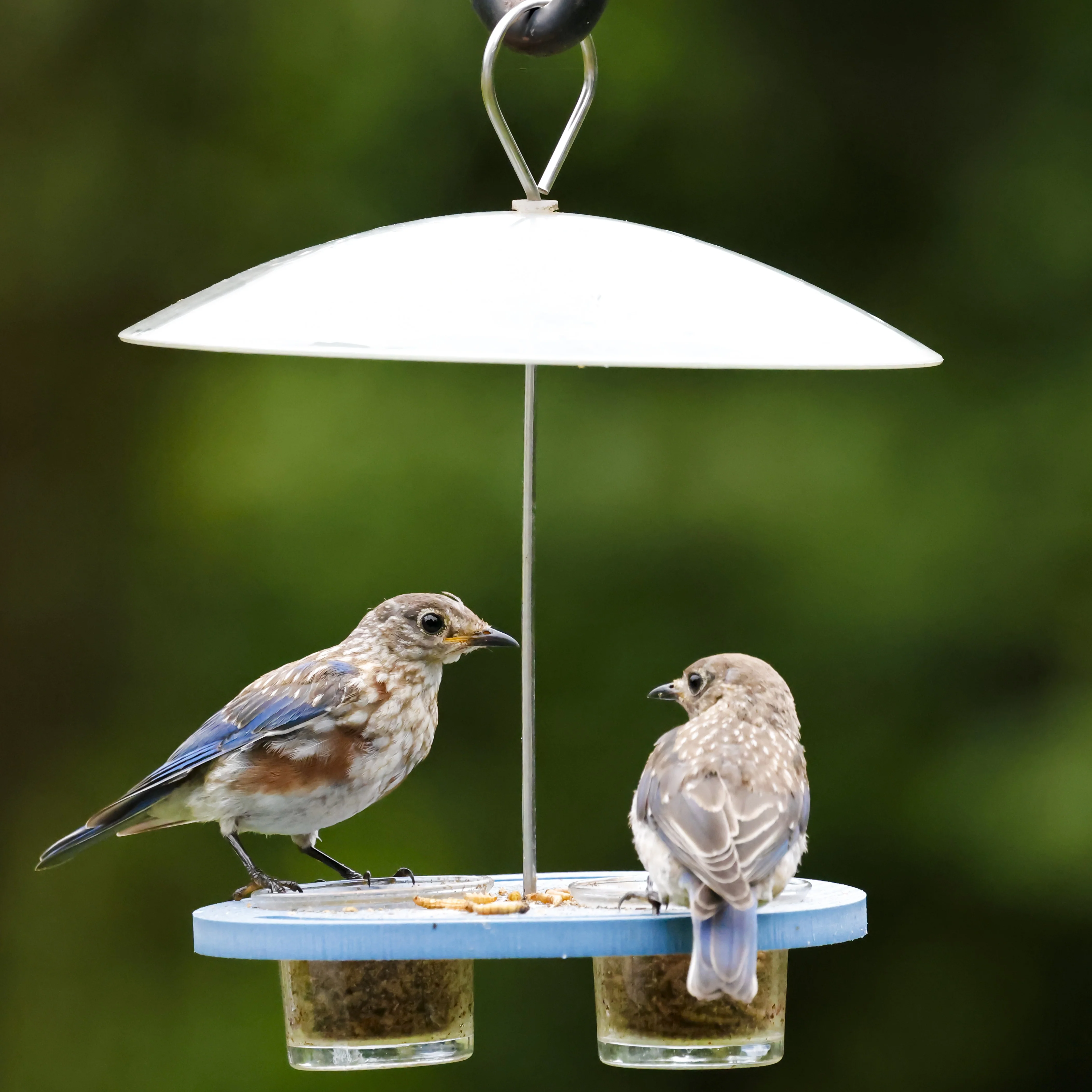 Bluebird Bistro Recycled Plastic Bird Feeder - Image 9