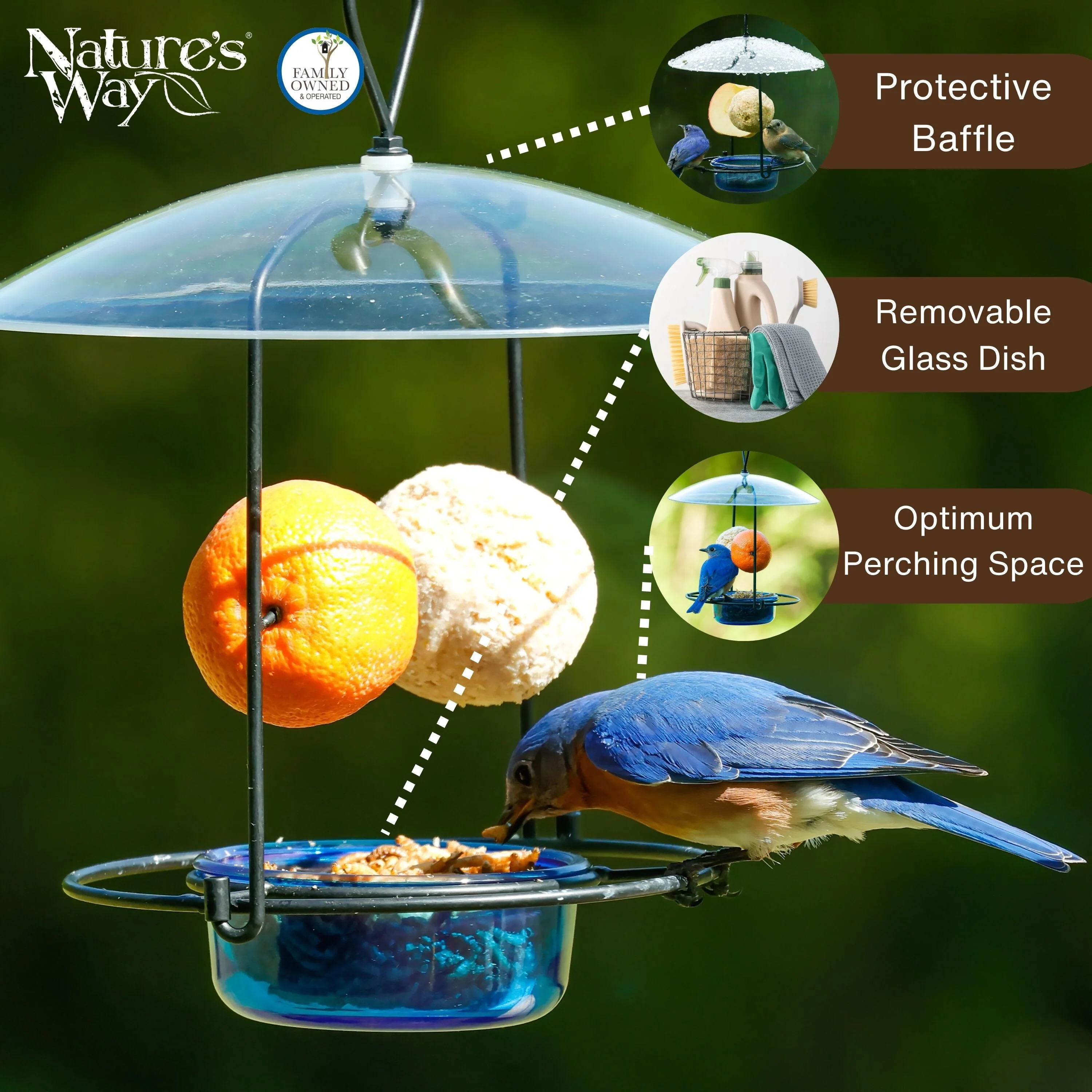 Bluebird Buffet Metal and Glass Bird Feeder with Protective Baffle - Image 3