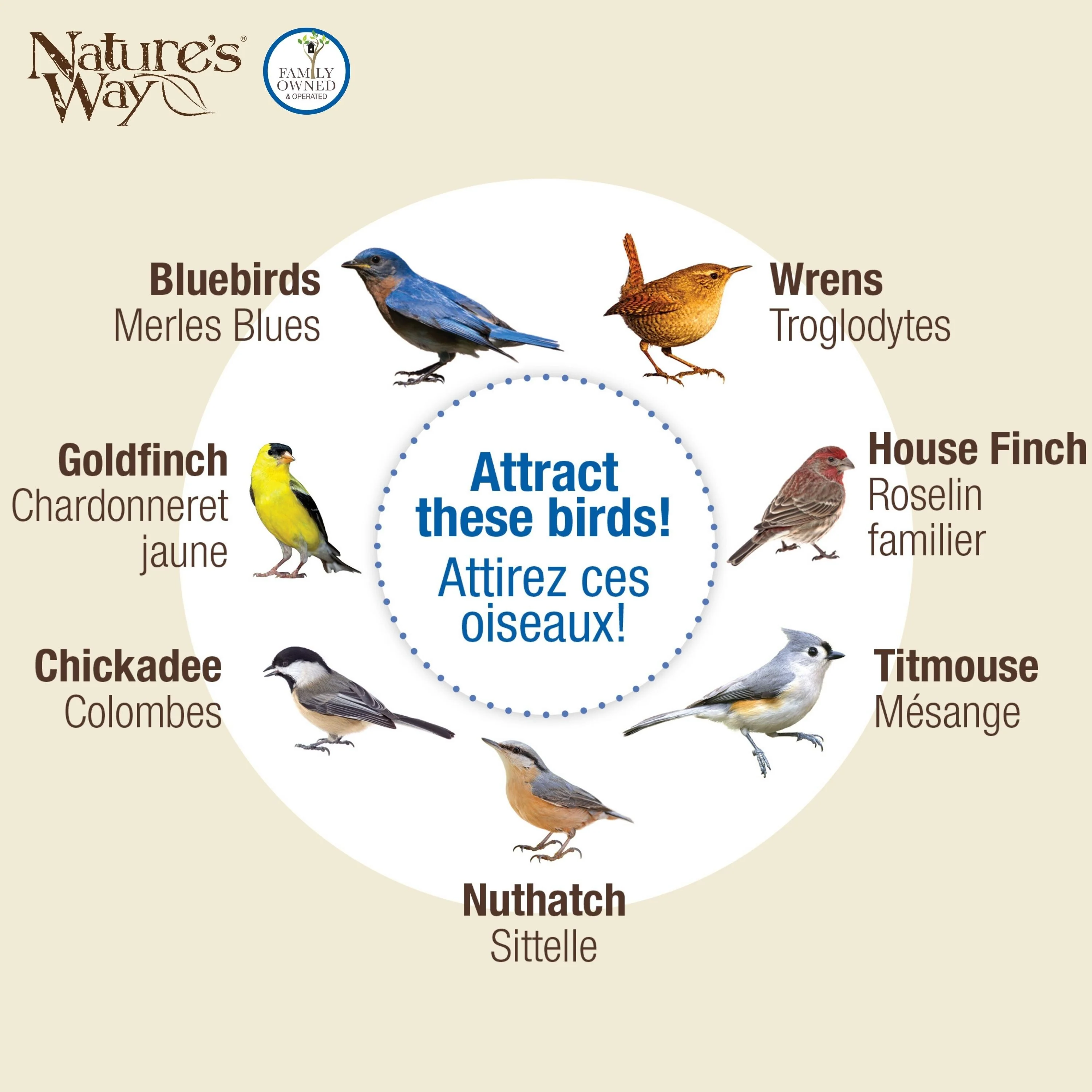 Bluebird Buffet Metal and Glass Bird Feeder with Protective Baffle - Image 5