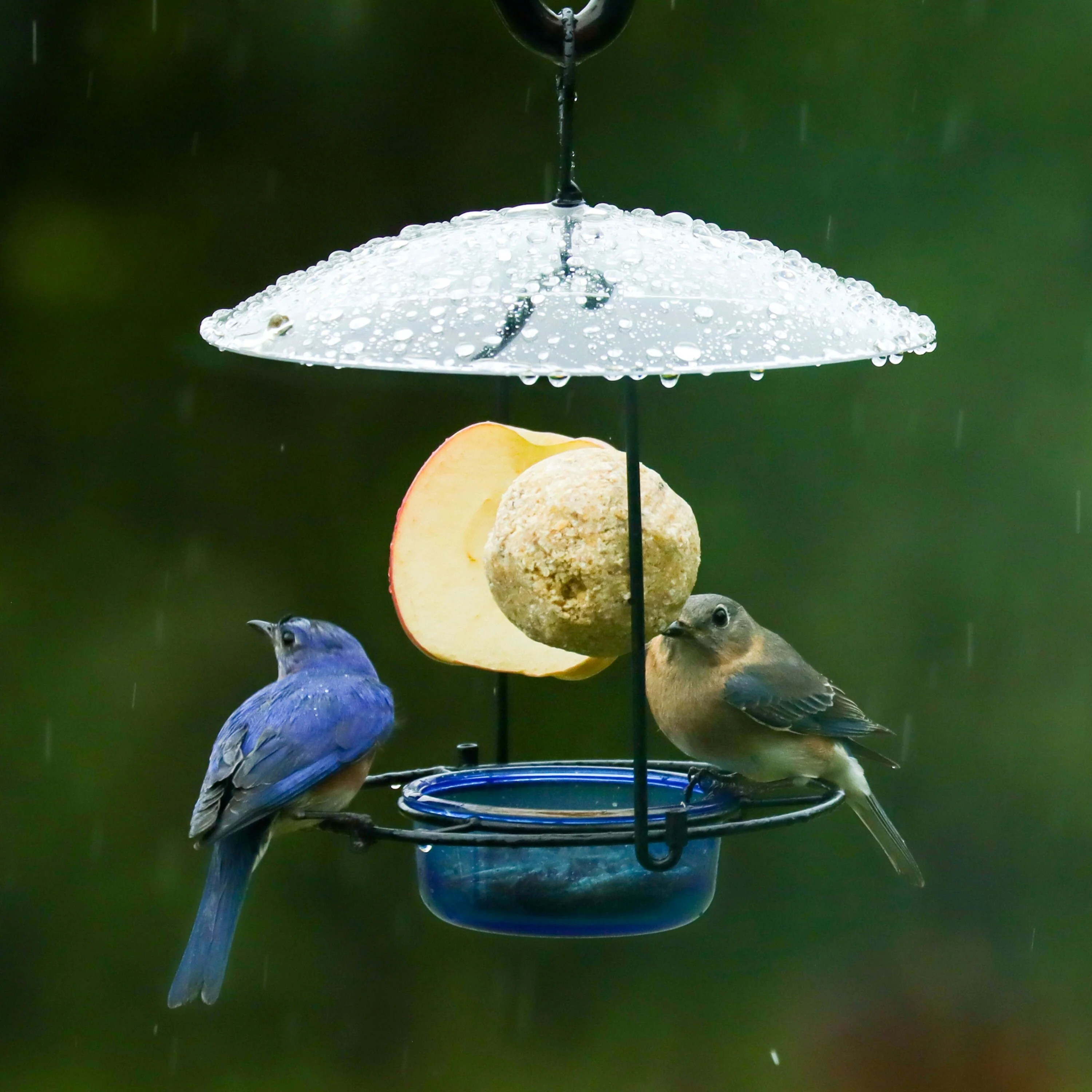 Bluebird Buffet Metal and Glass Bird Feeder with Protective Baffle - Image 7