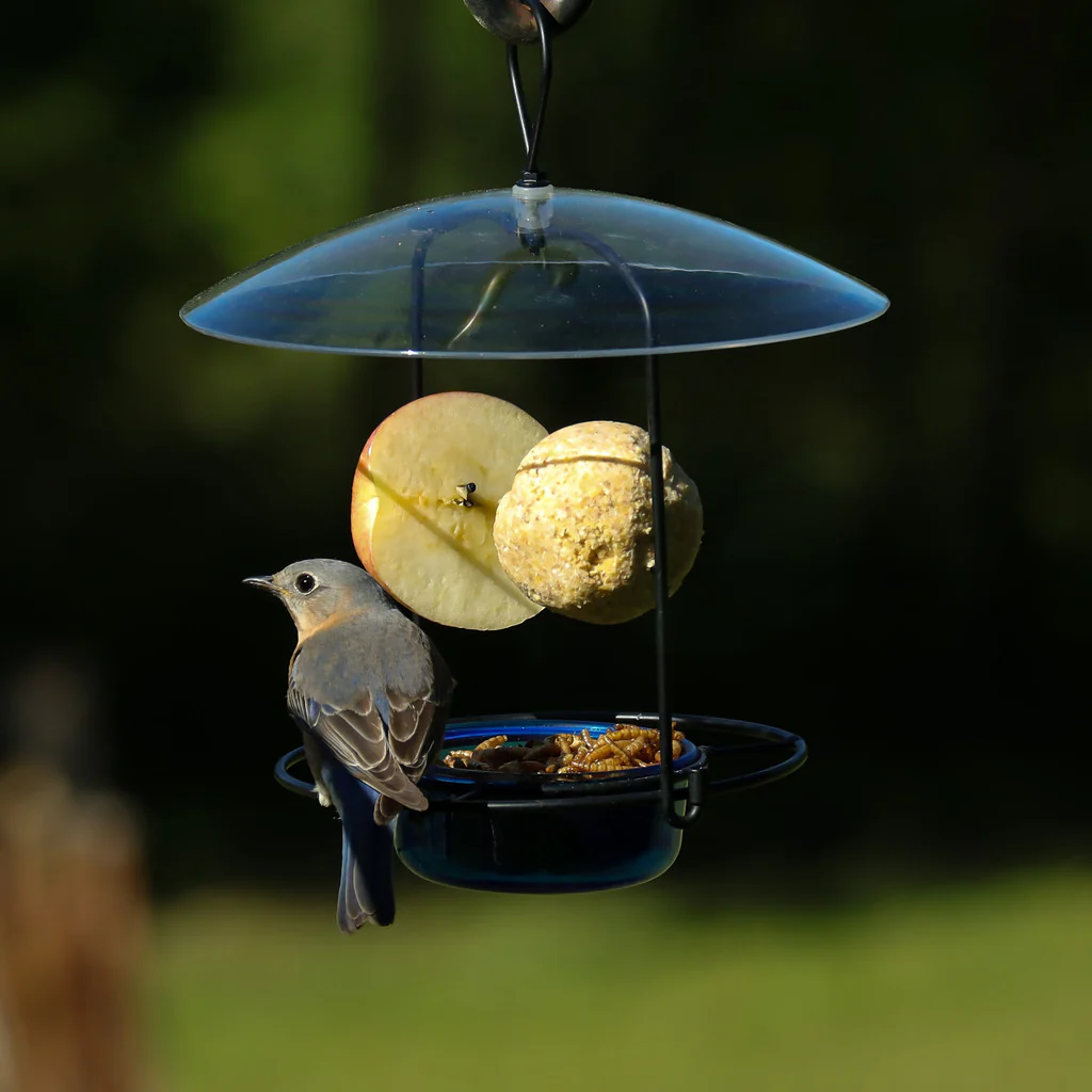 Bluebird Buffet Metal and Glass Bird Feeder with Protective Baffle - Image 8