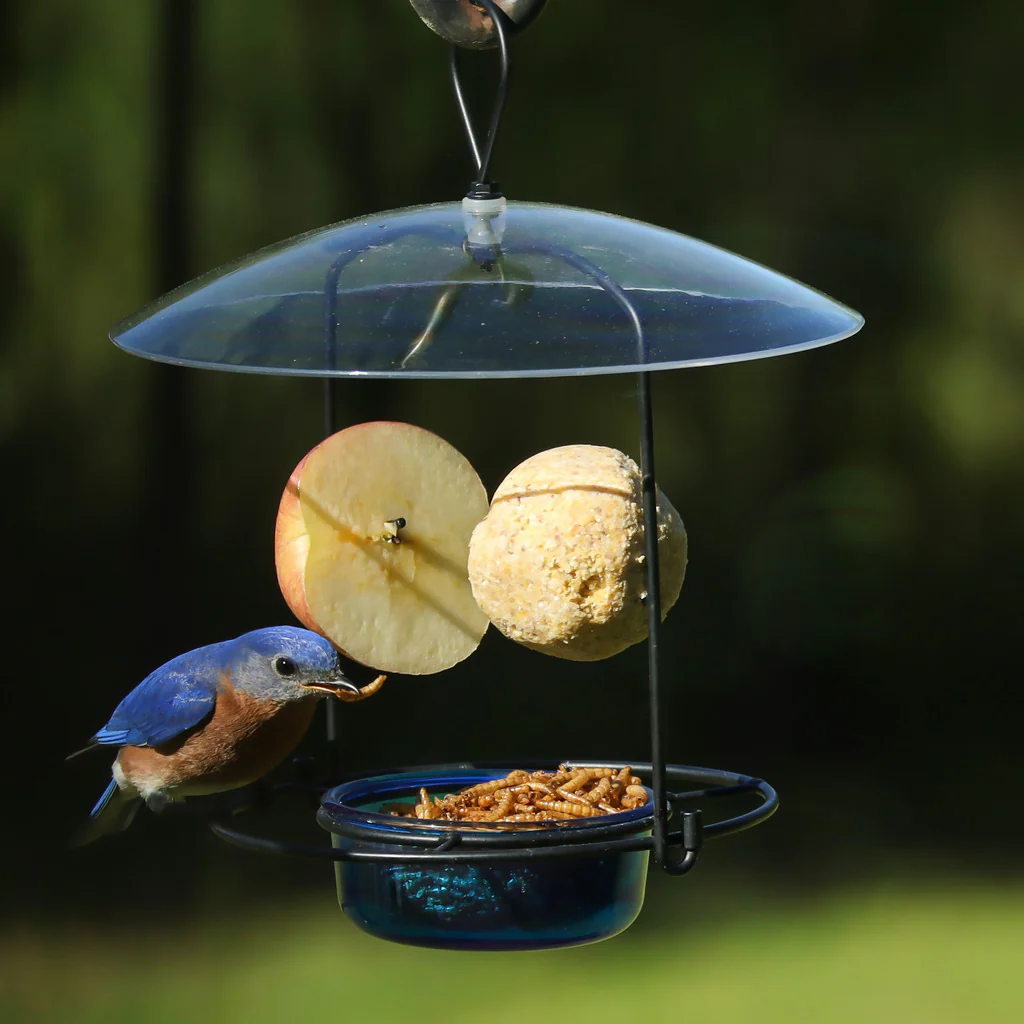Bluebird Buffet Metal and Glass Bird Feeder with Protective Baffle - Image 9