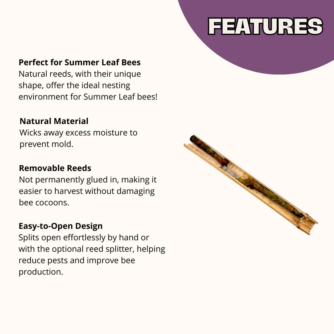 Chalet Bee House & Complete Kit including Bee Certificate - Image 10