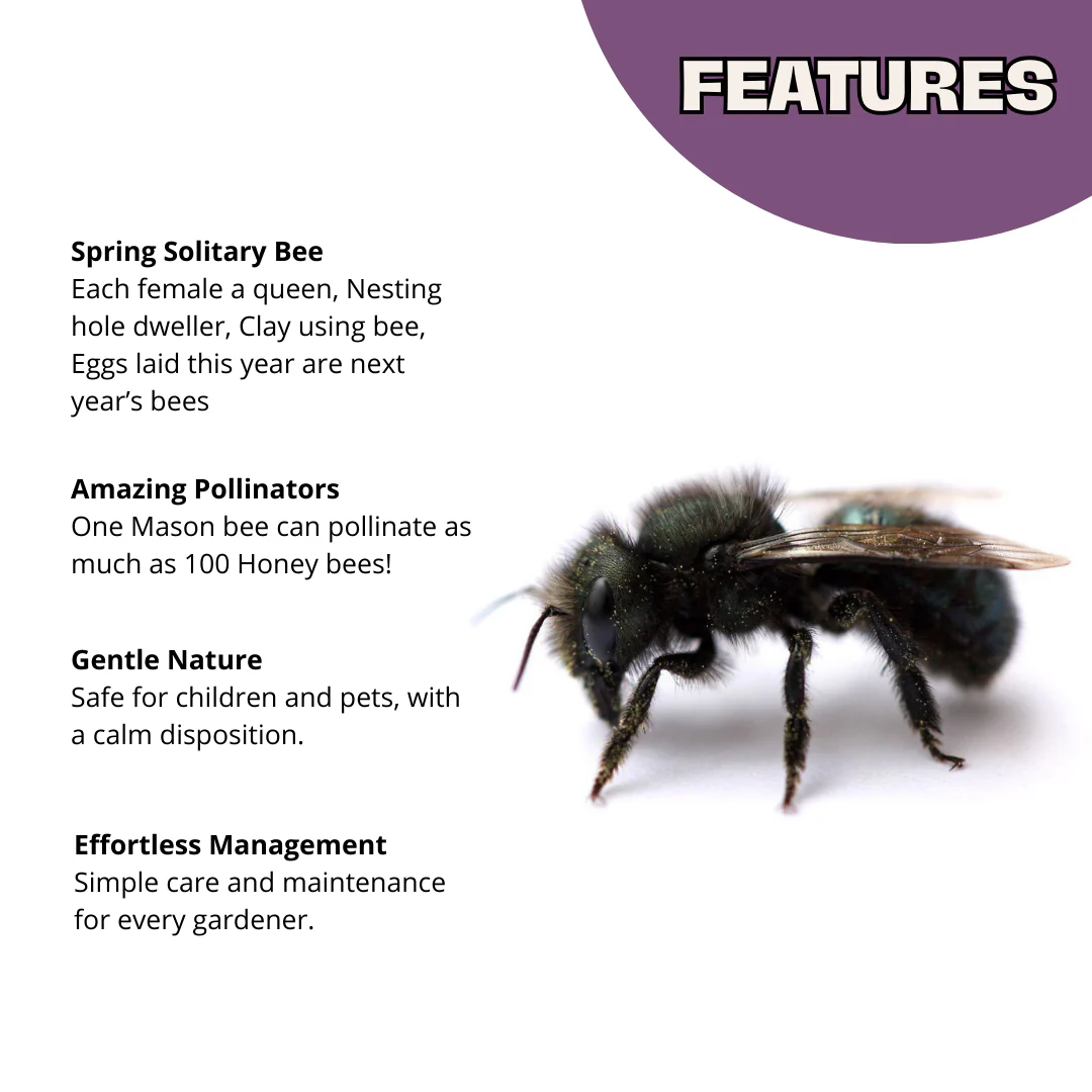 Chalet Bee House & Complete Kit including Bee Certificate - Image 4