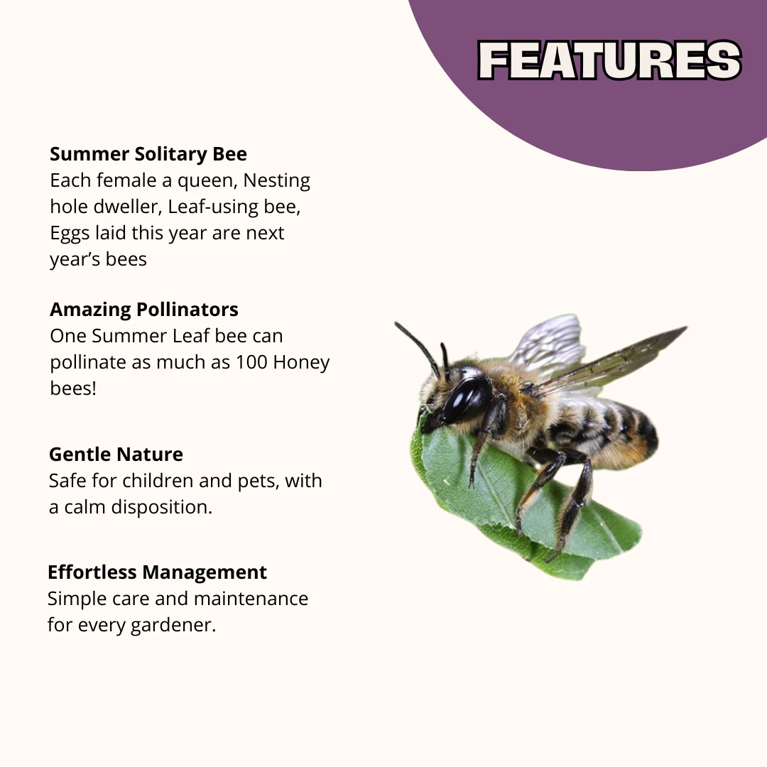 Chalet Bee House & Complete Kit including Bee Certificate - Image 5