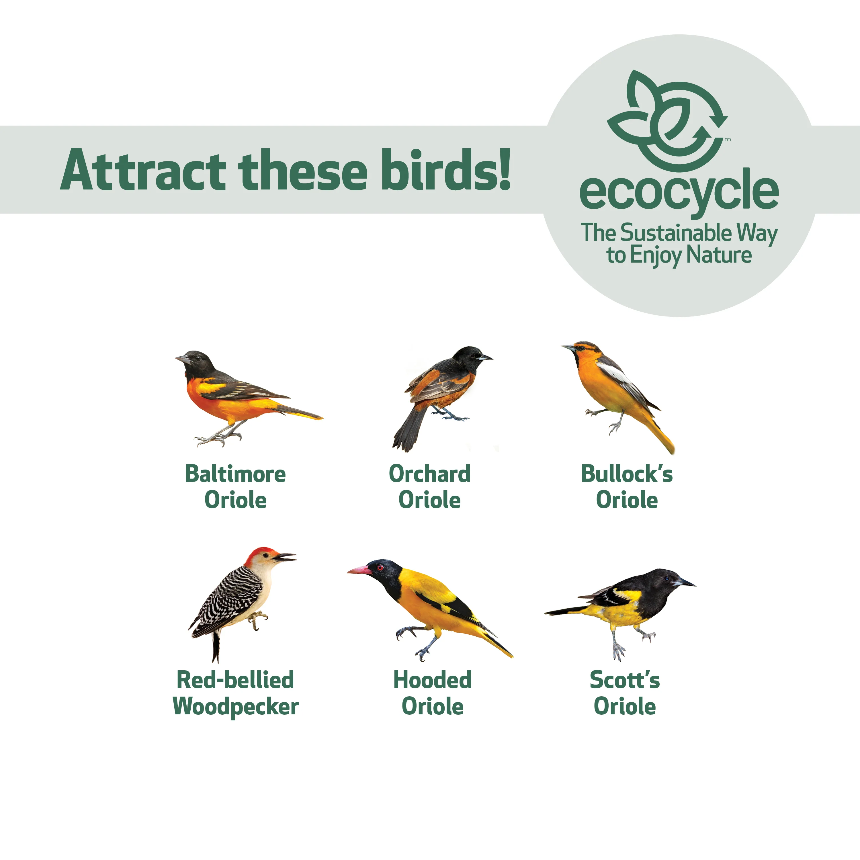 Citrus Sampler Recycled Plastic Orange and Jelly Oriole Bird Feeder - Image 5