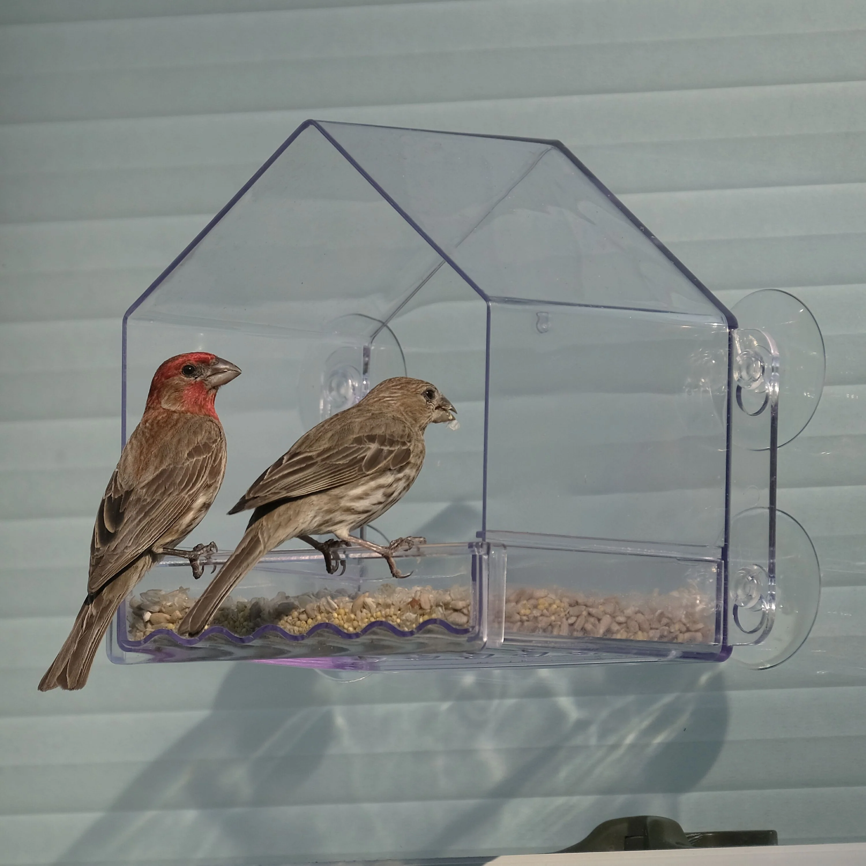 Clear View Window Feeder - Image 9