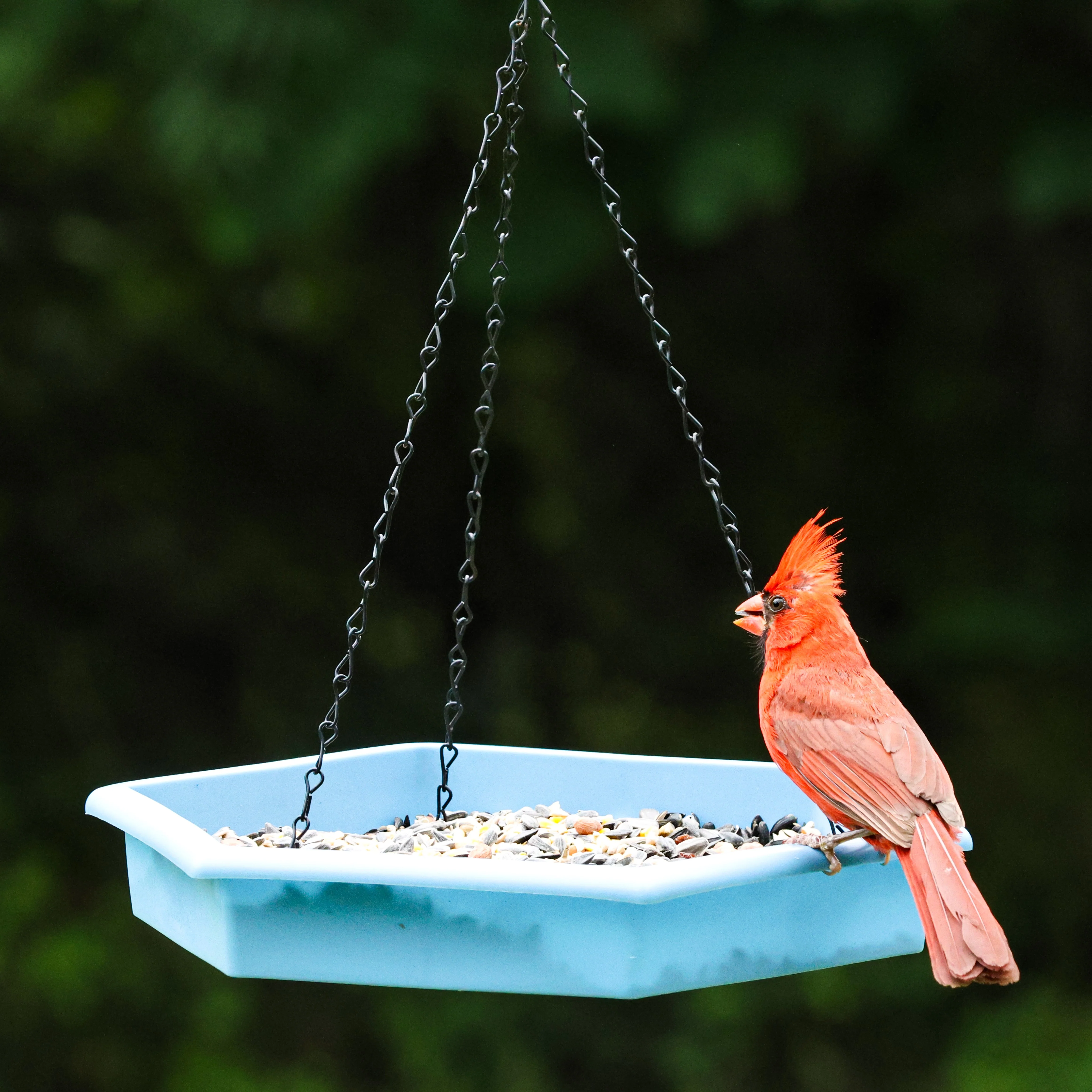Combo Café 2-in-1 Recycled Plastic Bird Feeder and Bird Bath - Image 11