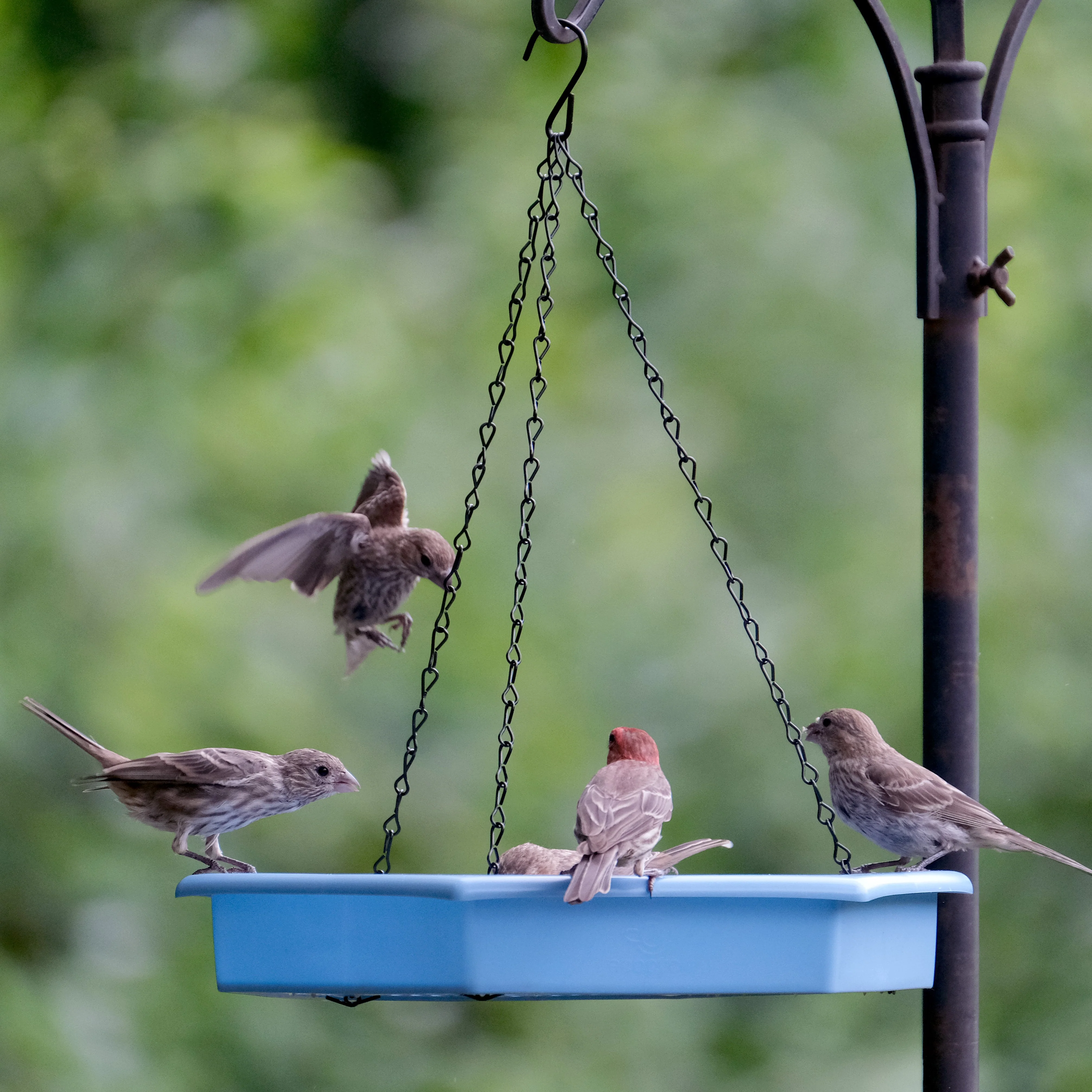 Combo Café 2-in-1 Recycled Plastic Bird Feeder and Bird Bath - Image 12