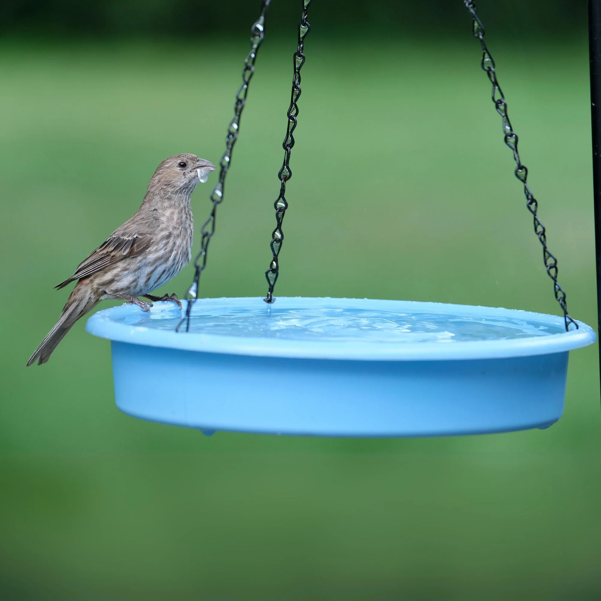 Combo Café 2-in-1 Recycled Plastic Bird Feeder and Bird Bath - Image 8