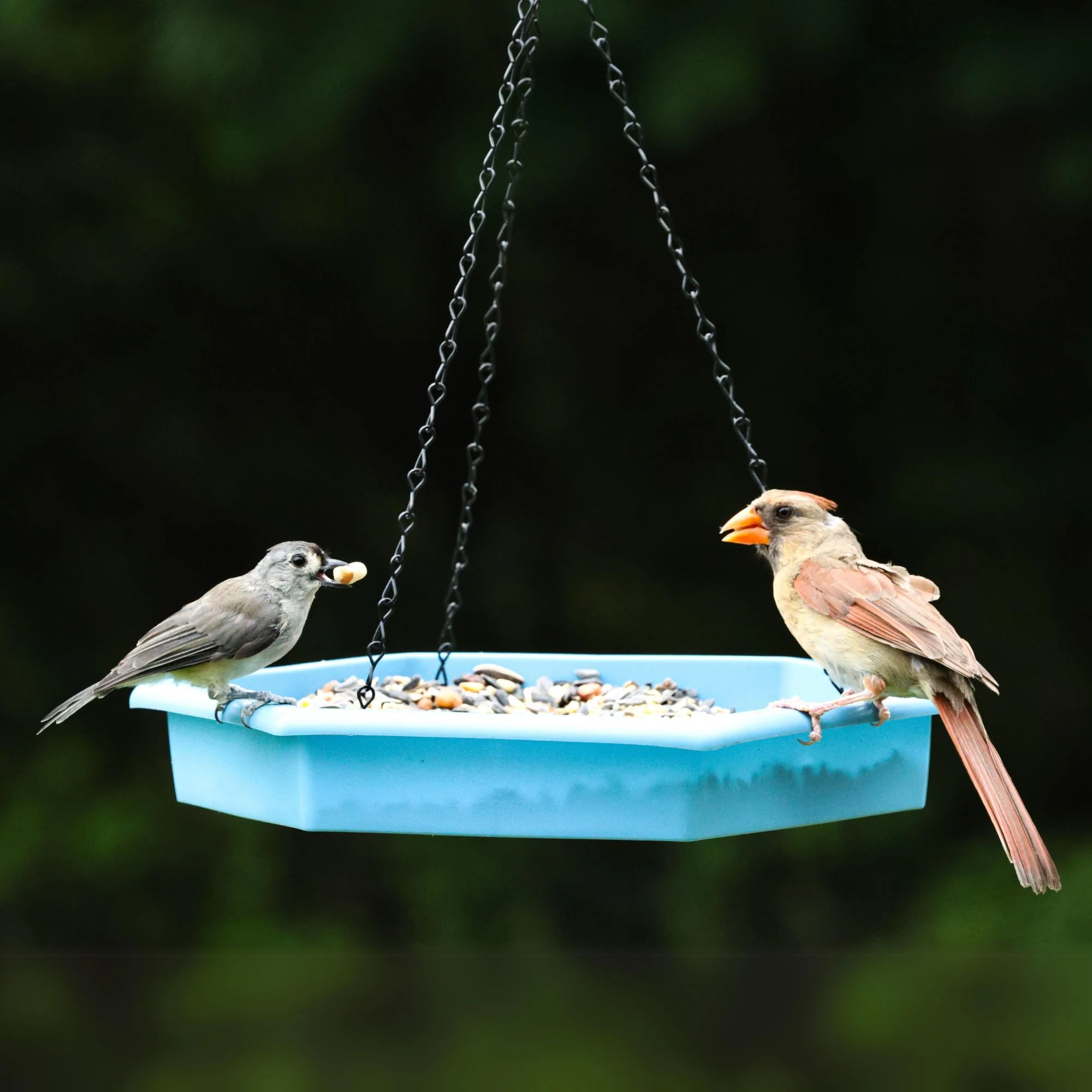 Combo Café 2-in-1 Recycled Plastic Bird Feeder and Bird Bath - Image 9