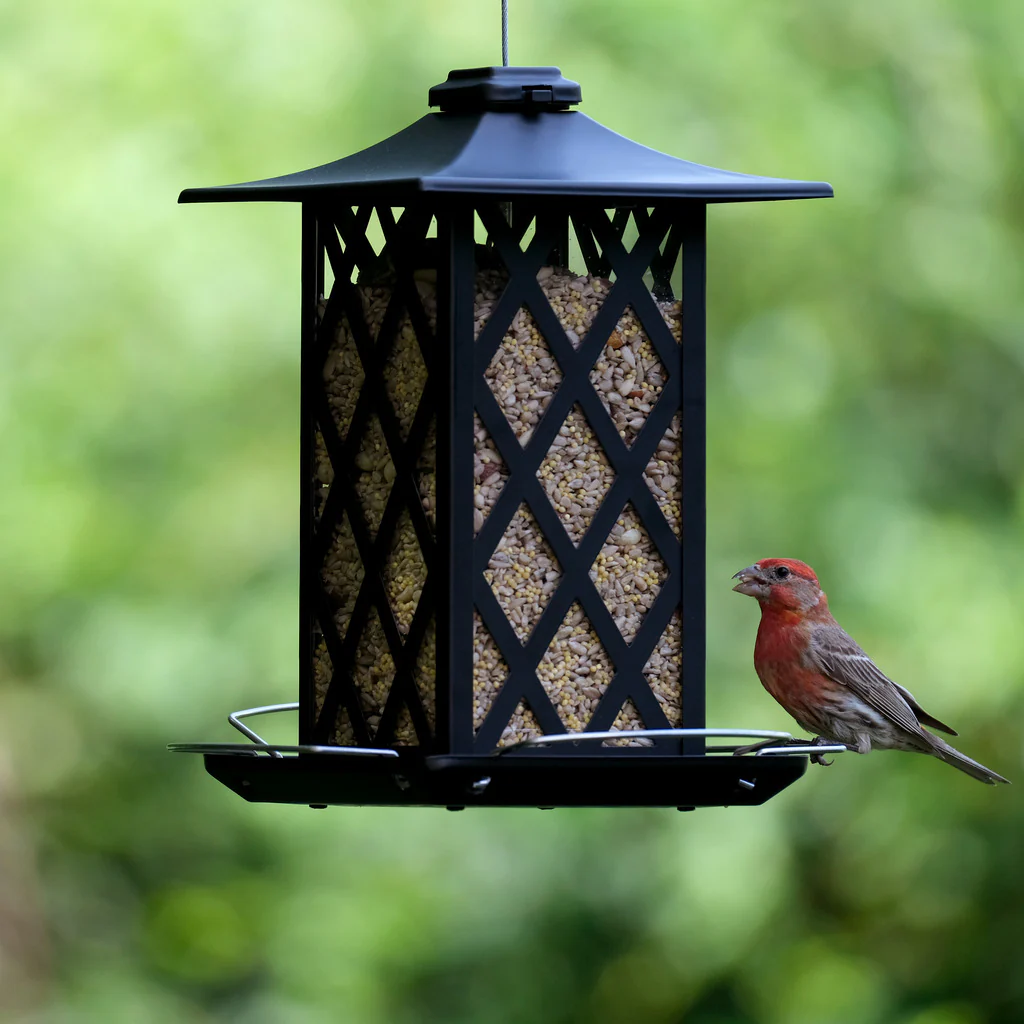 Contemporary Lantern Metal Gazebo Bird Feeder