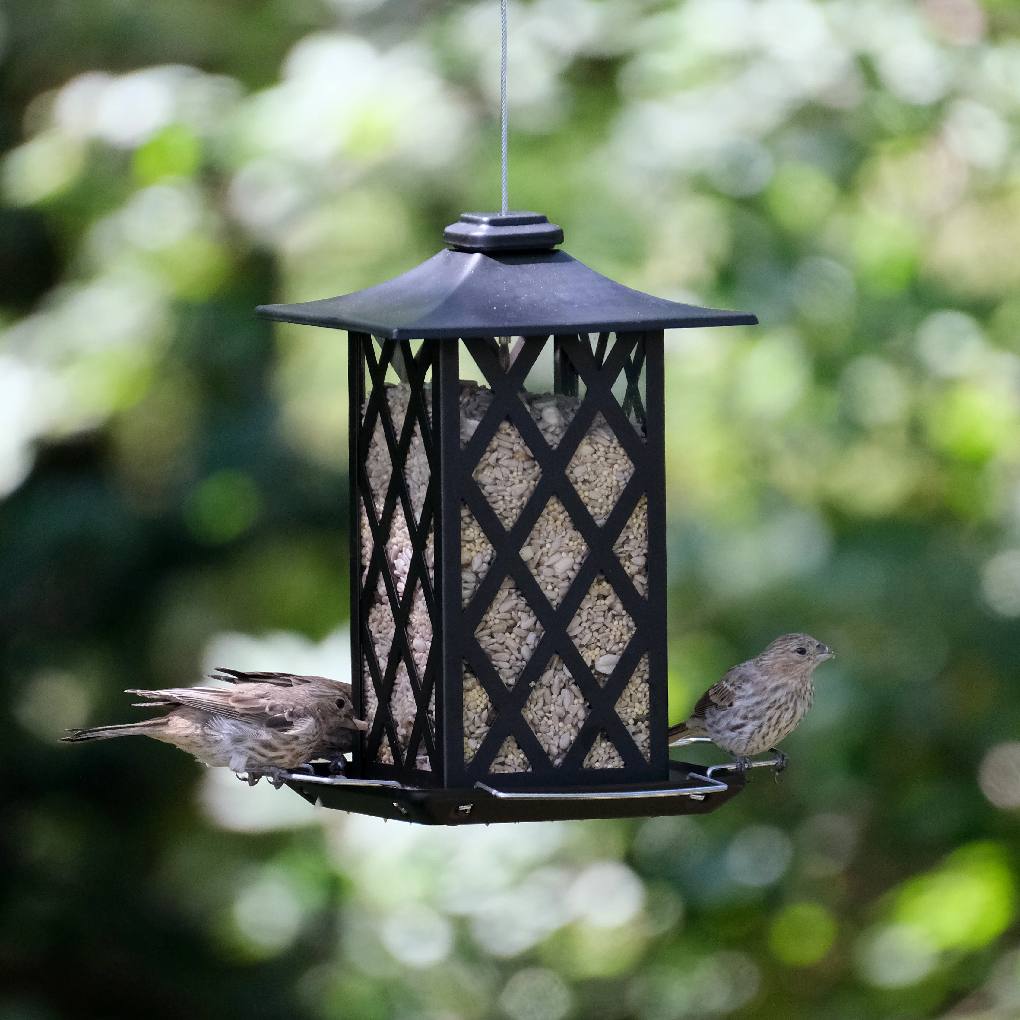 Contemporary Lantern Metal Gazebo Bird Feeder - Image 7