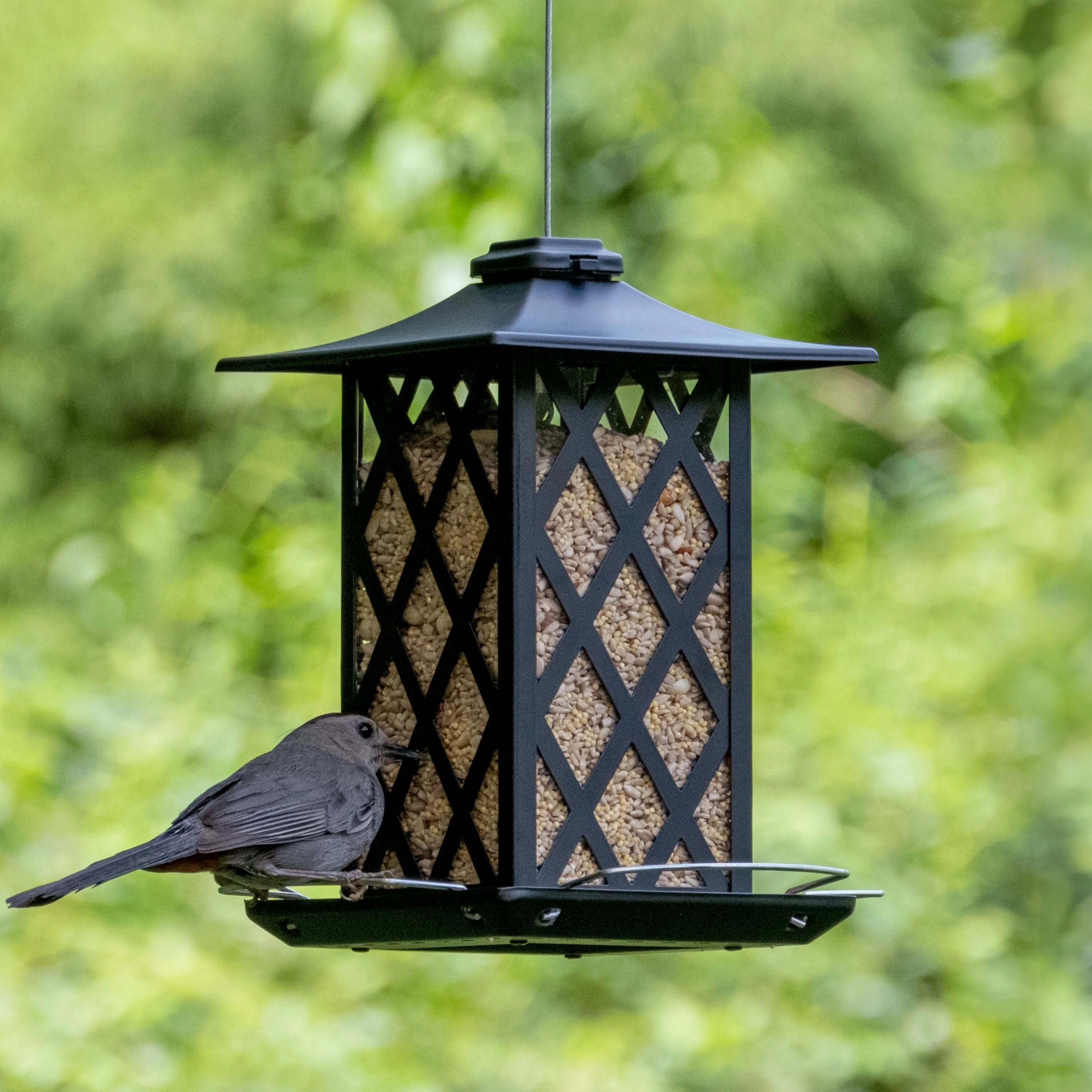 Contemporary Lantern Metal Gazebo Bird Feeder - Image 8