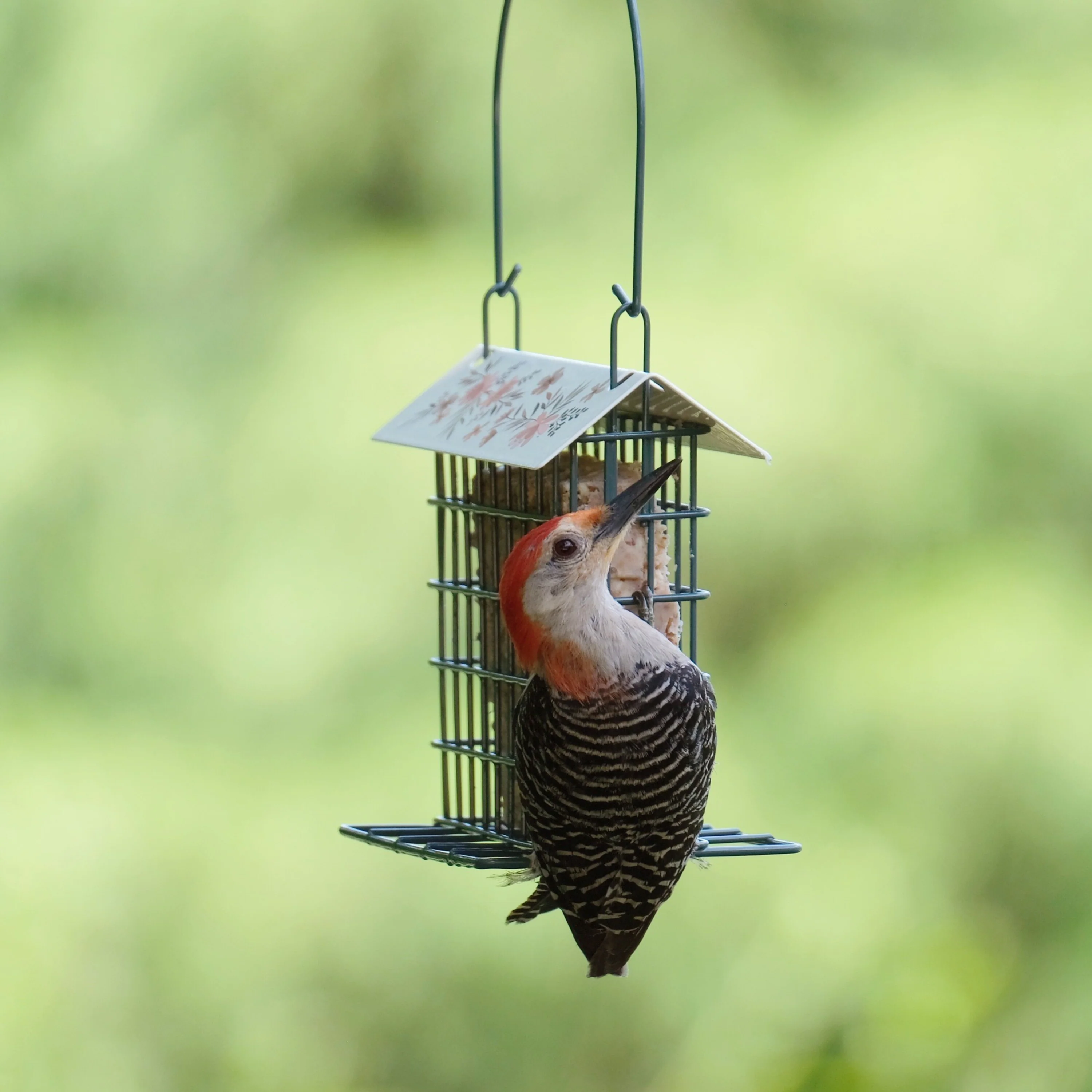 Decorative Metal Single Cake Suet Cage Bird Feeder - Single Cake - Image 7