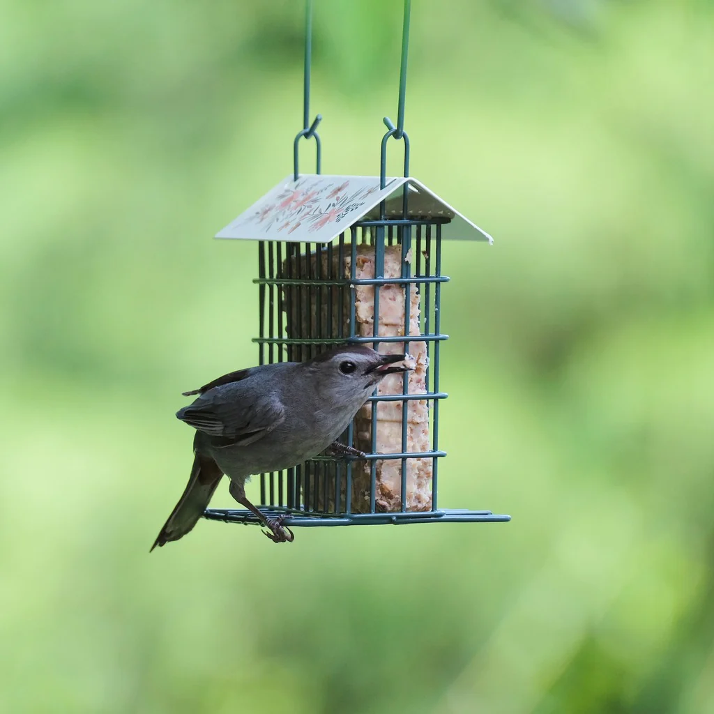 Decorative Metal Single Cake Suet Cage Bird Feeder - Single Cake - Image 8