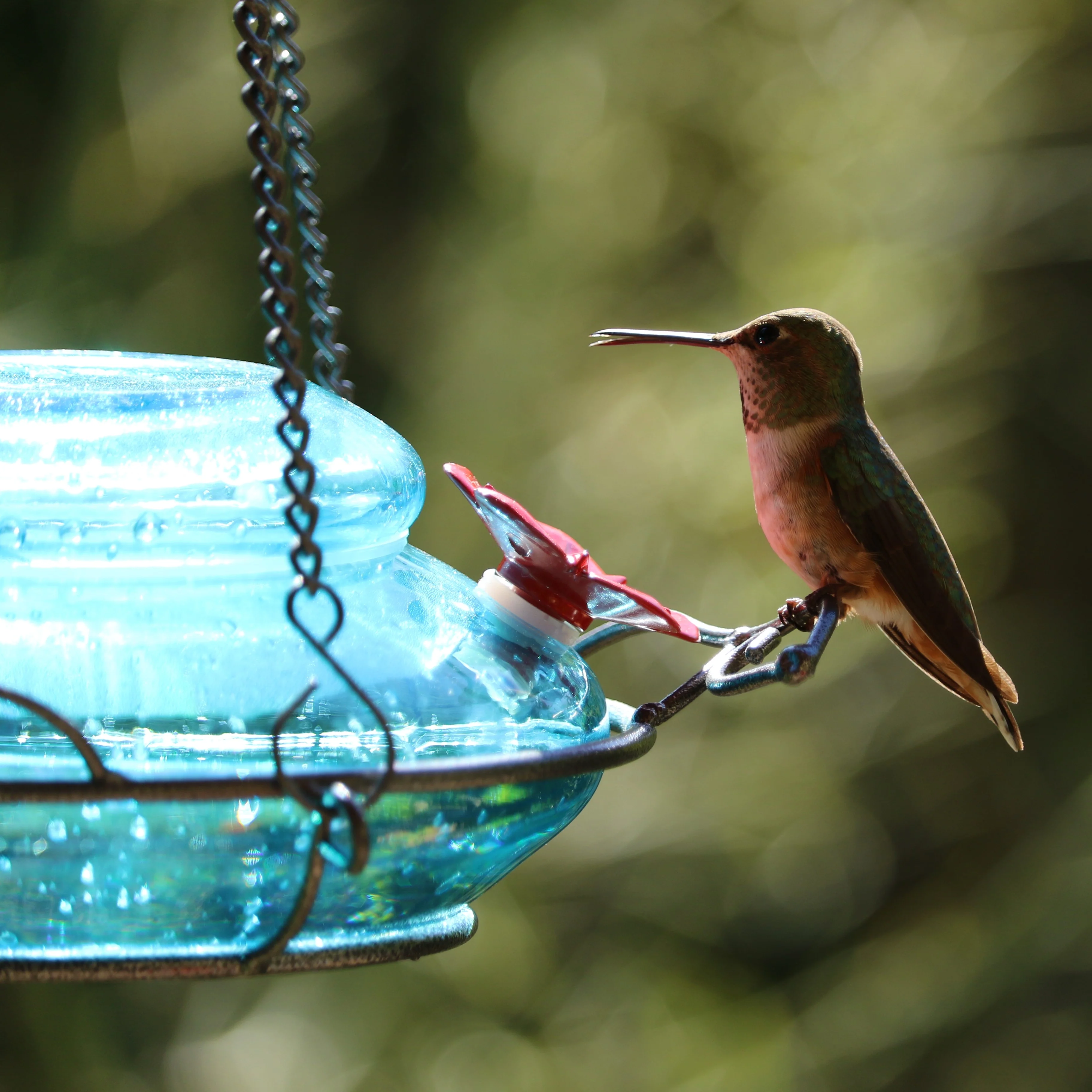 Mason Jar Blue Handblown Glass Top-Fill Dish Hummingbird Feeder - Image 10