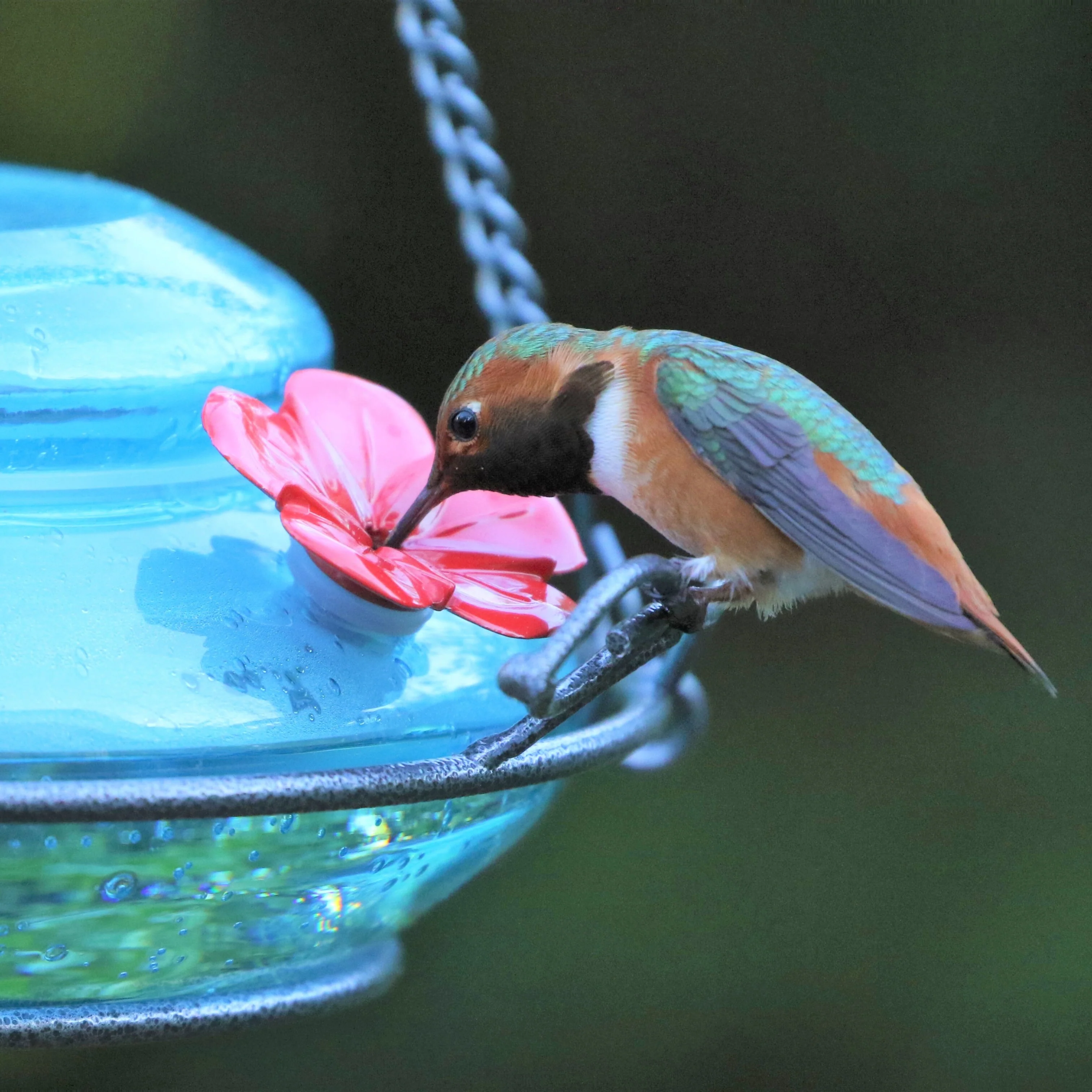 Mason Jar Blue Handblown Glass Top-Fill Dish Hummingbird Feeder - Image 9