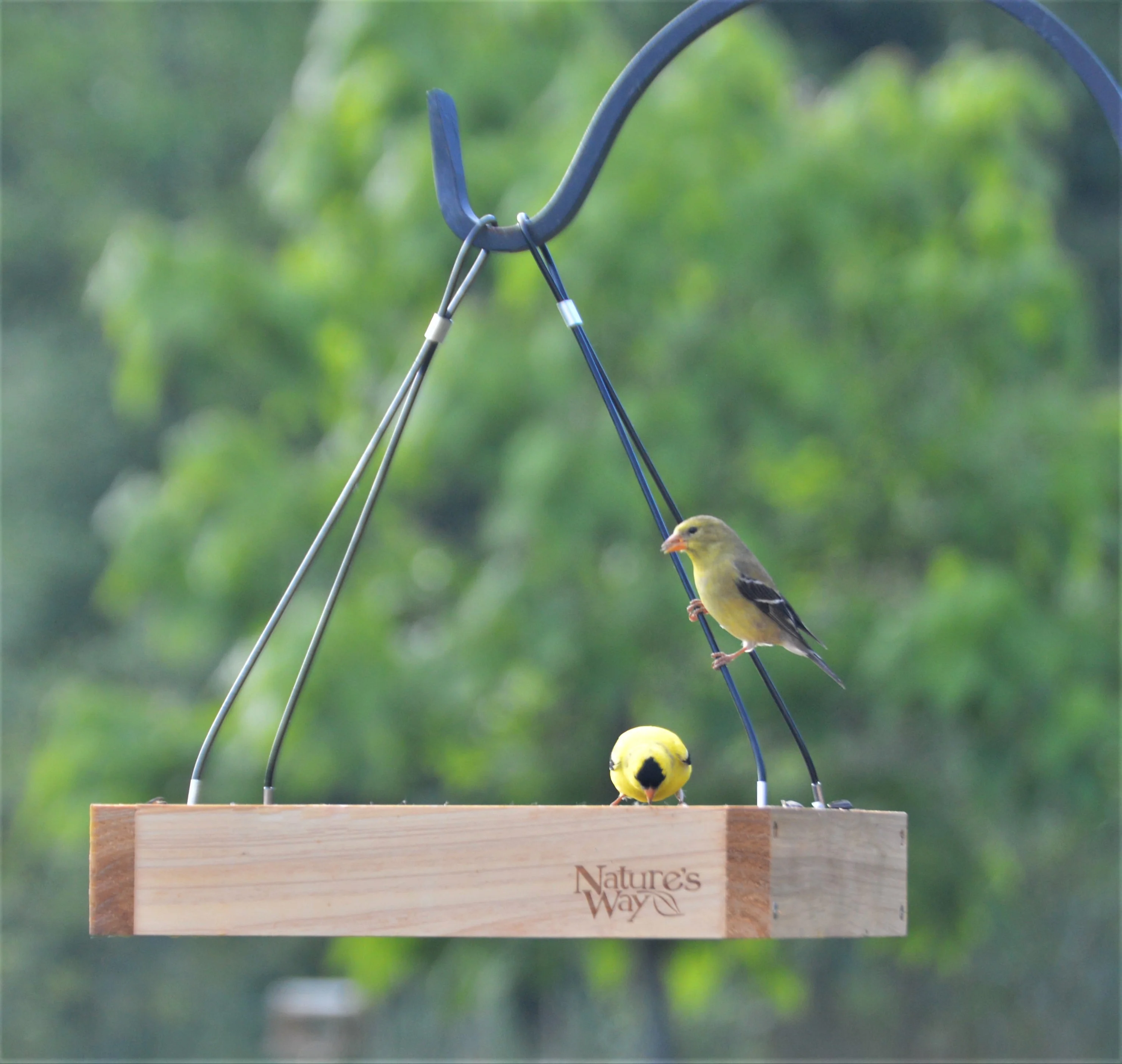 Cedar Hanging Platform Feeder - Image 7