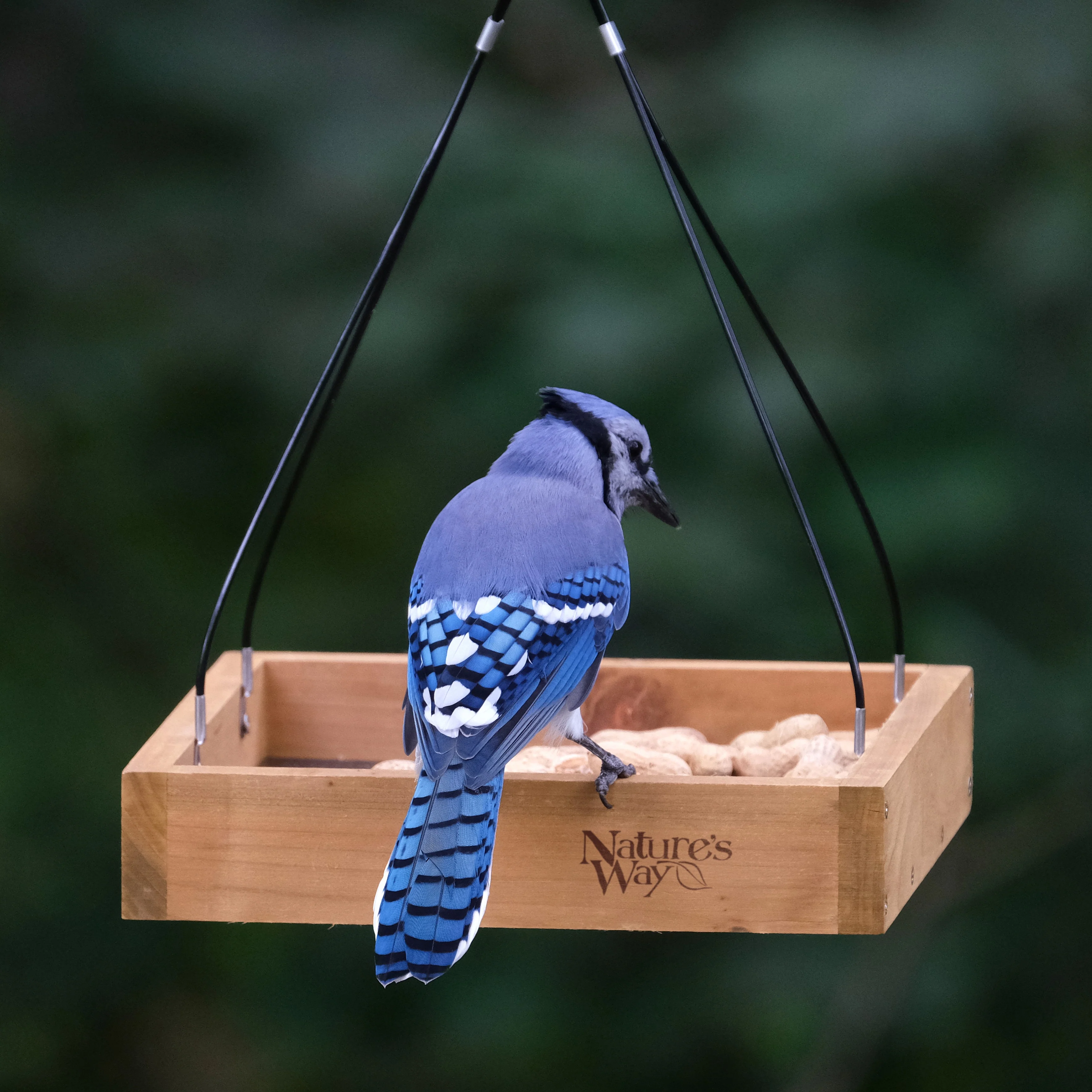 Cedar Hanging Platform Feeder