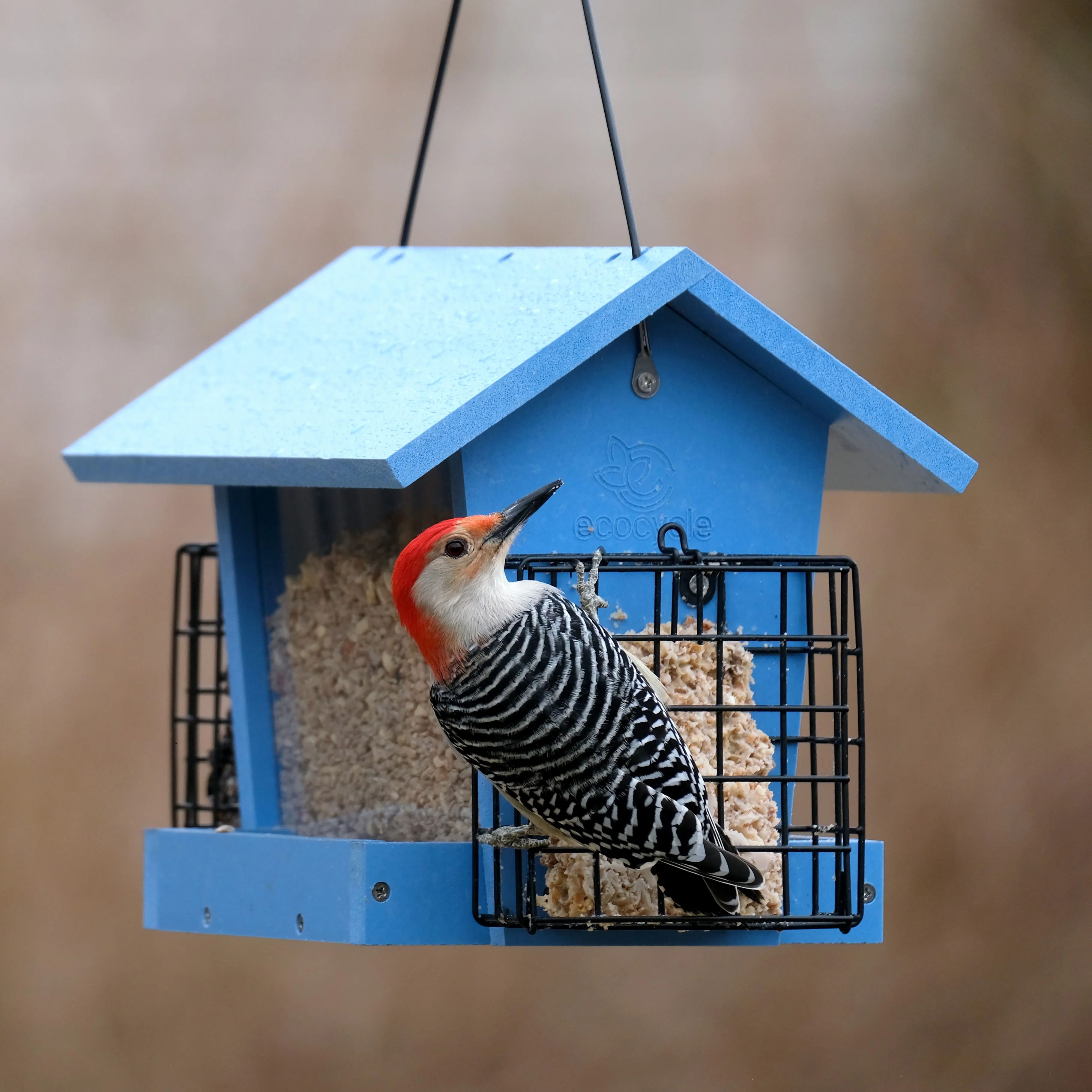 Hopper Hangout Recycled Plastic Hopper Bird Feeder w/ Suet Cages