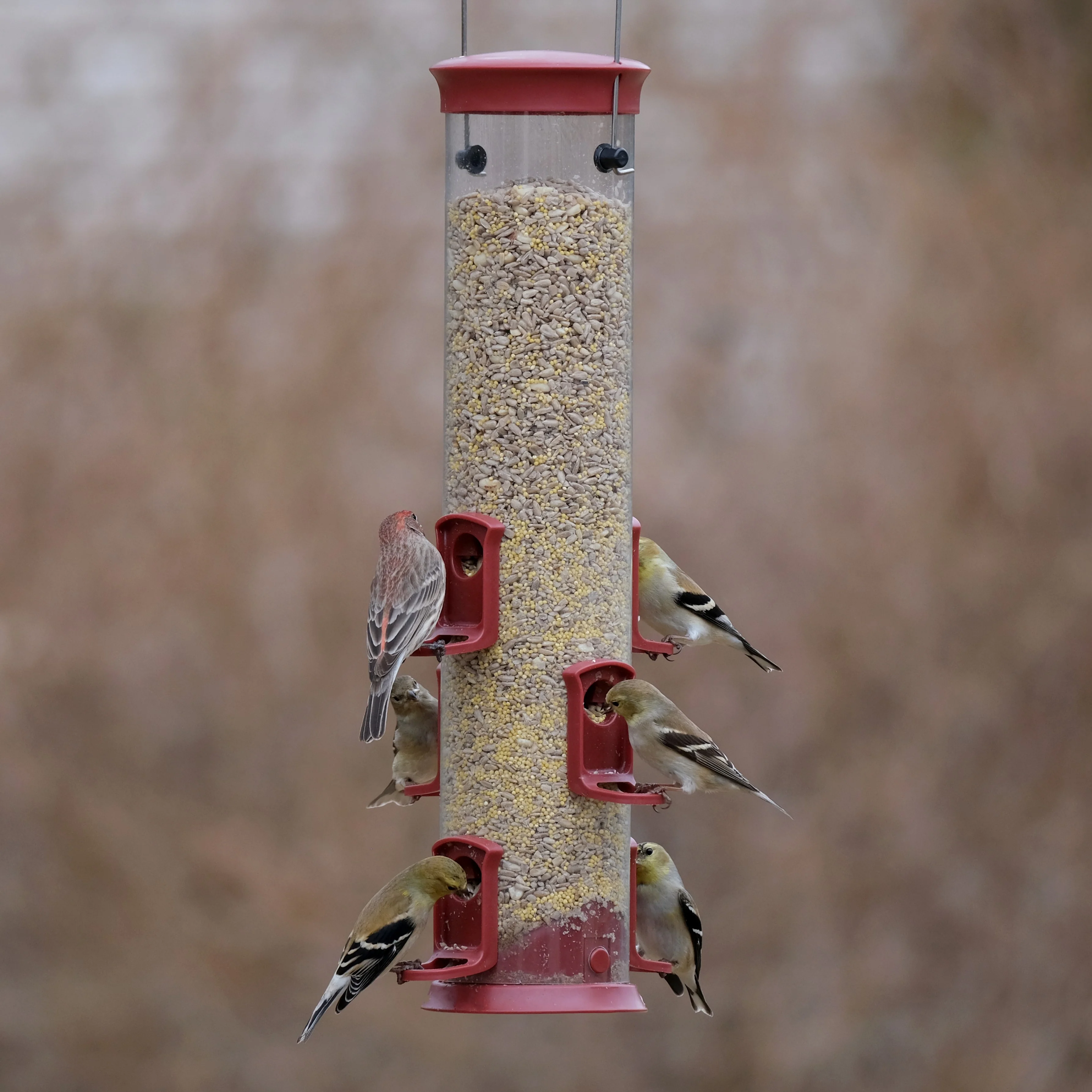 Large Plastic Tube Bird Feeder - Red - Image 11