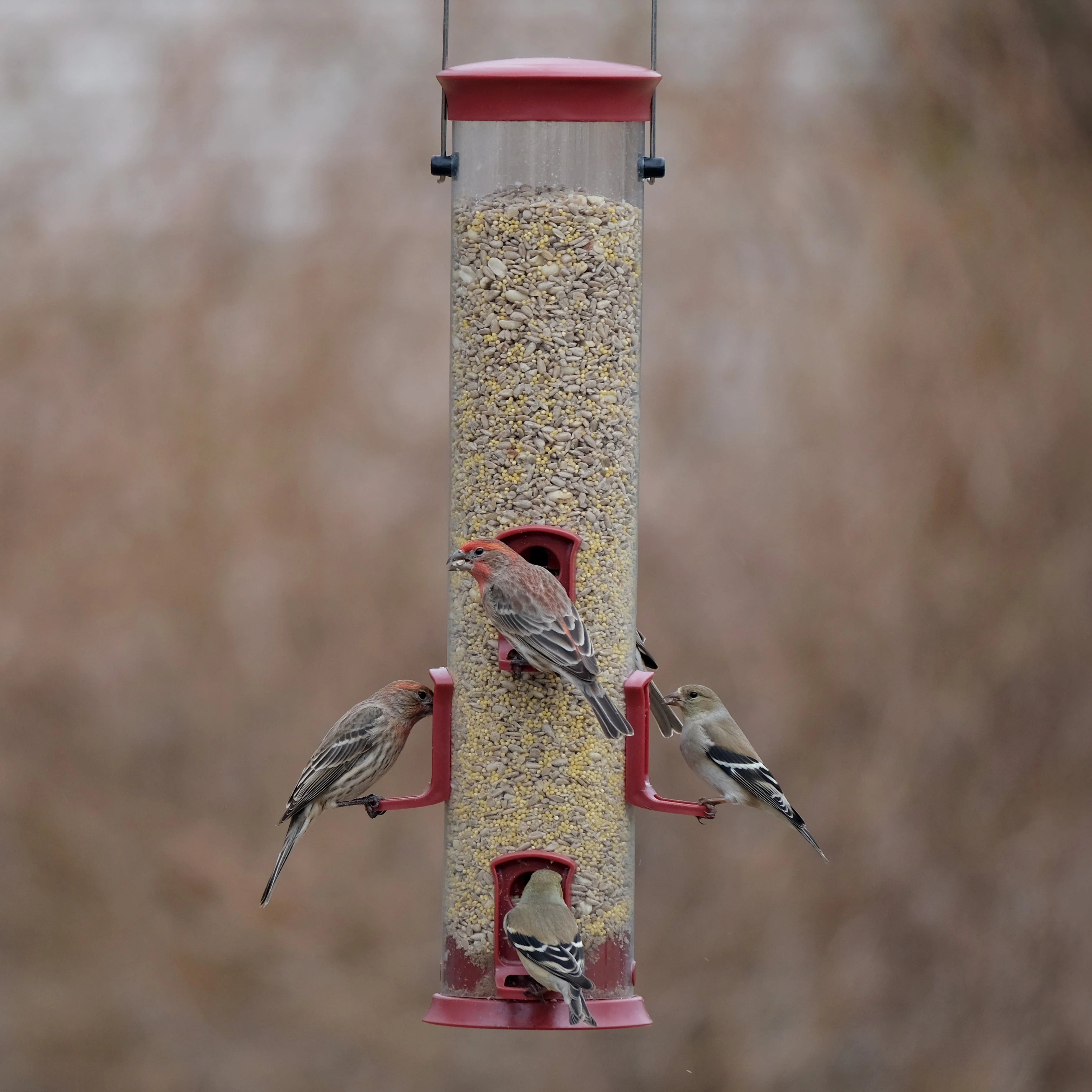 Large Plastic Tube Bird Feeder - Red - Image 12