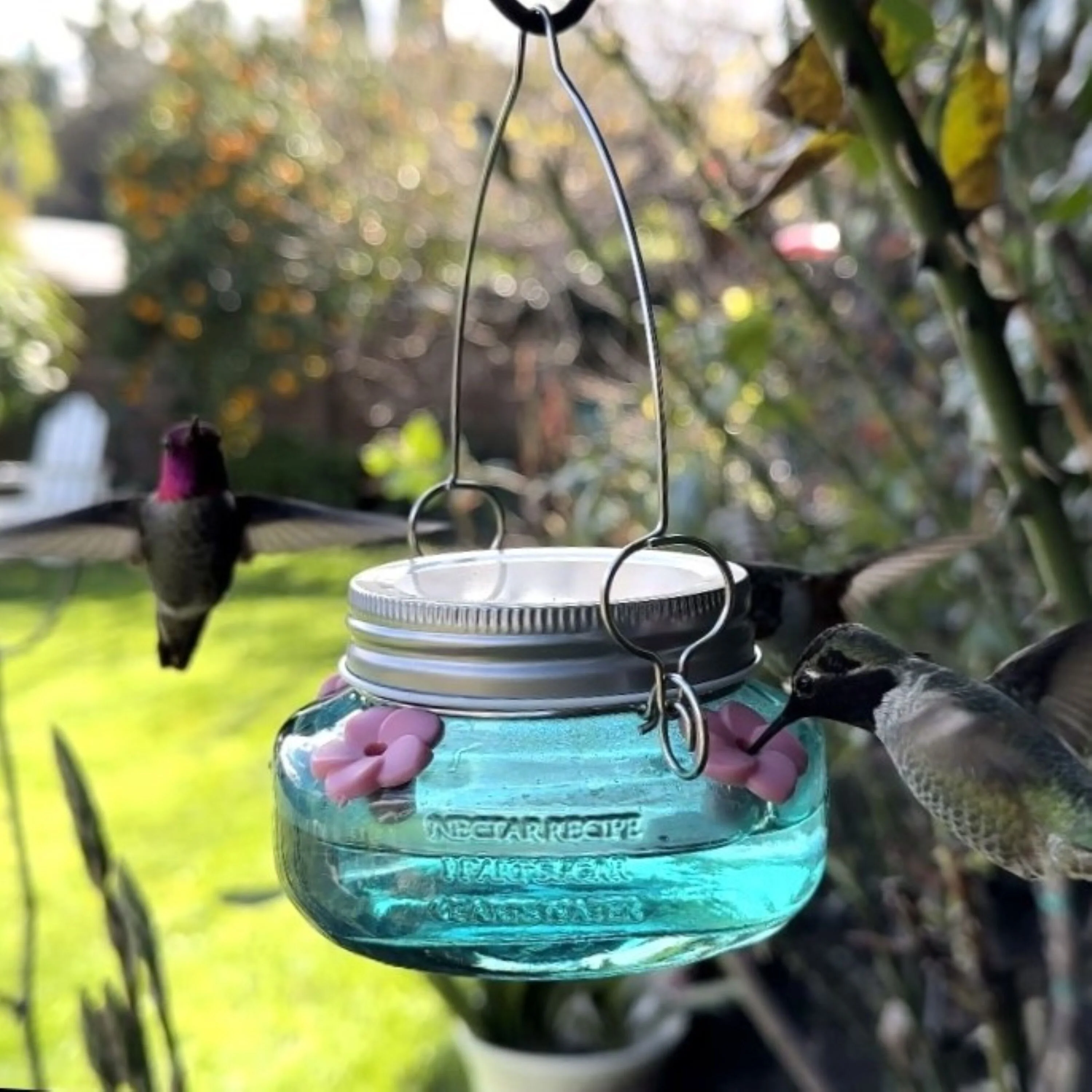 Antique Teal Mason Jar Glass Top-Fill Dish Hummingbird Feeder - Image 8
