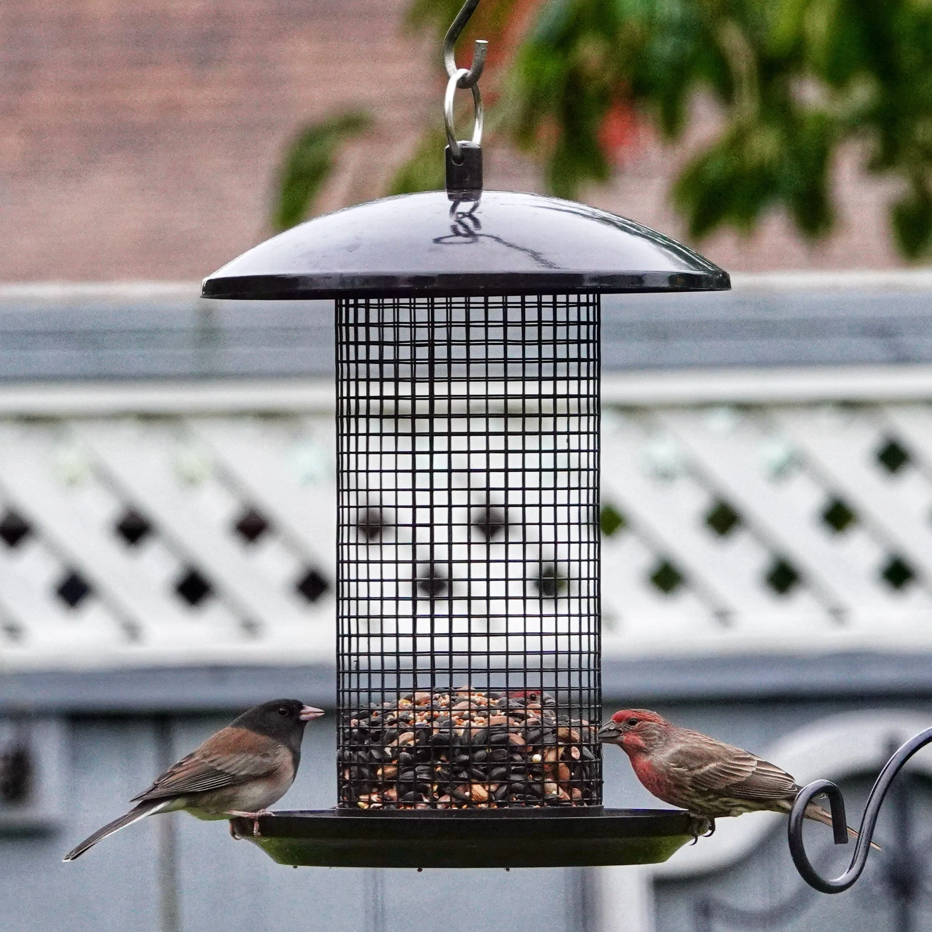 Midnight Metal Mesh Mixed Seed and Peanut Bird Feeder - Image 7