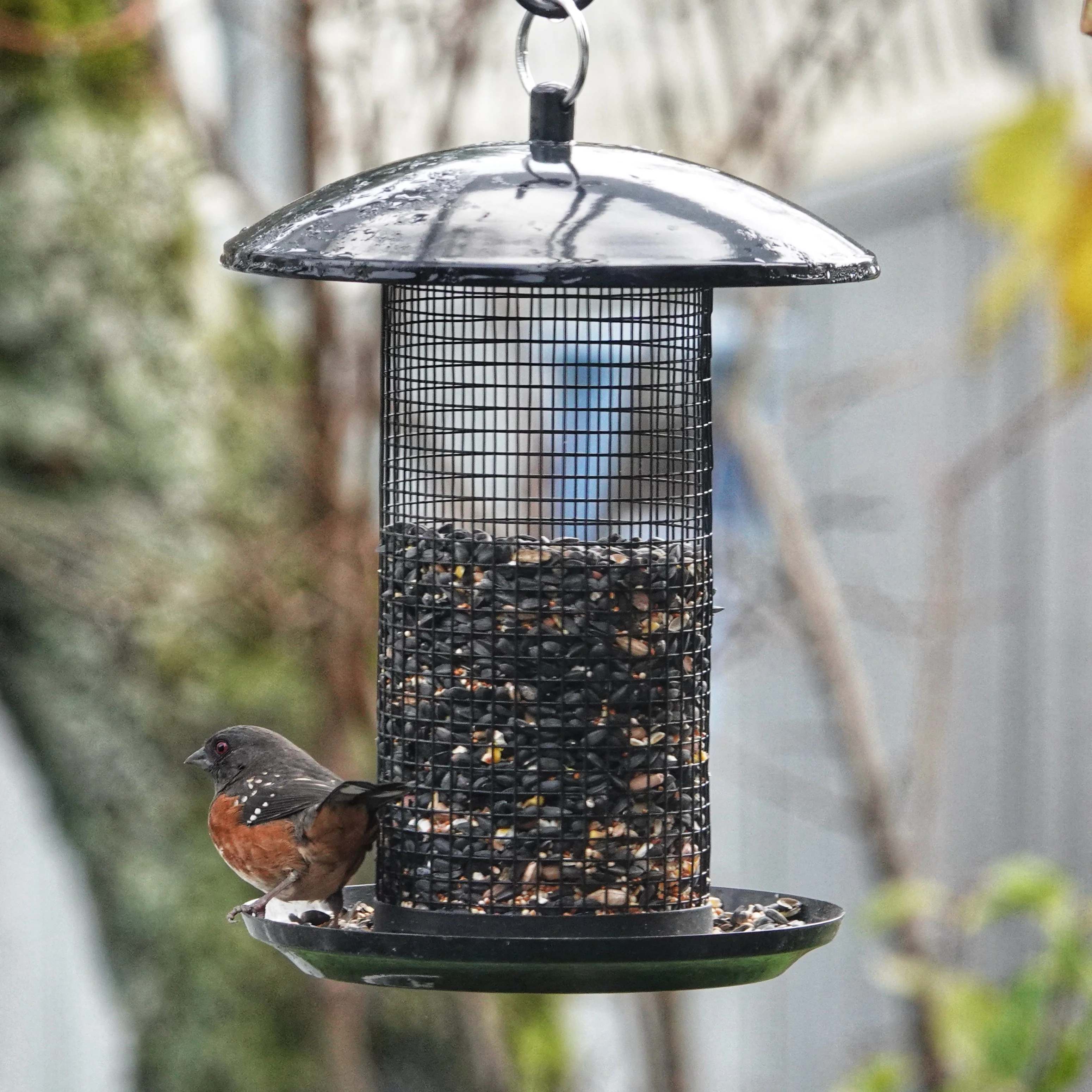 Midnight Metal Mesh Mixed Seed and Peanut Bird Feeder - Image 8
