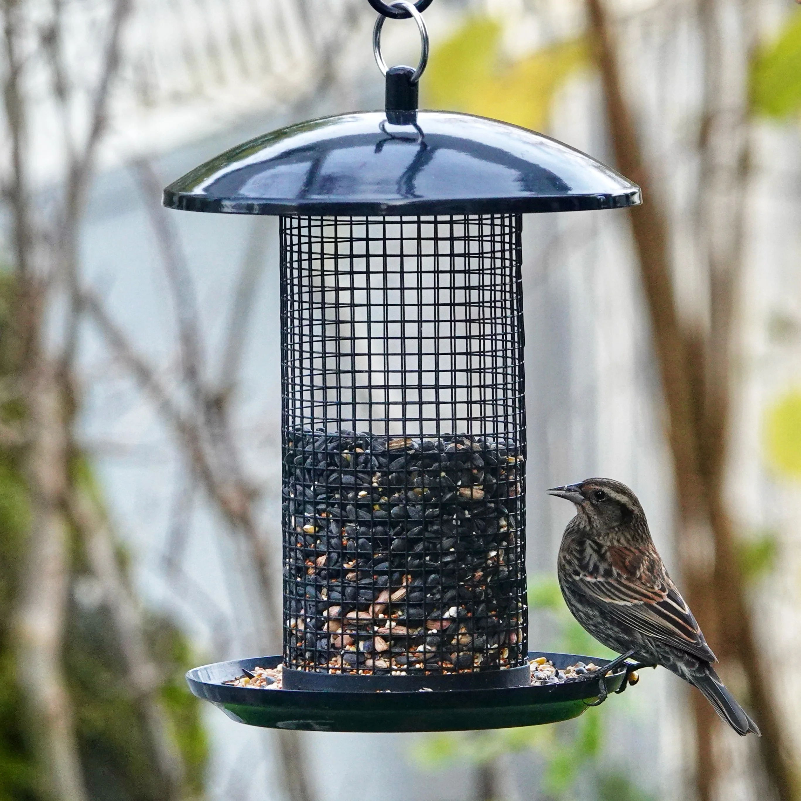 Midnight Metal Mesh Mixed Seed and Peanut Bird Feeder - Image 9