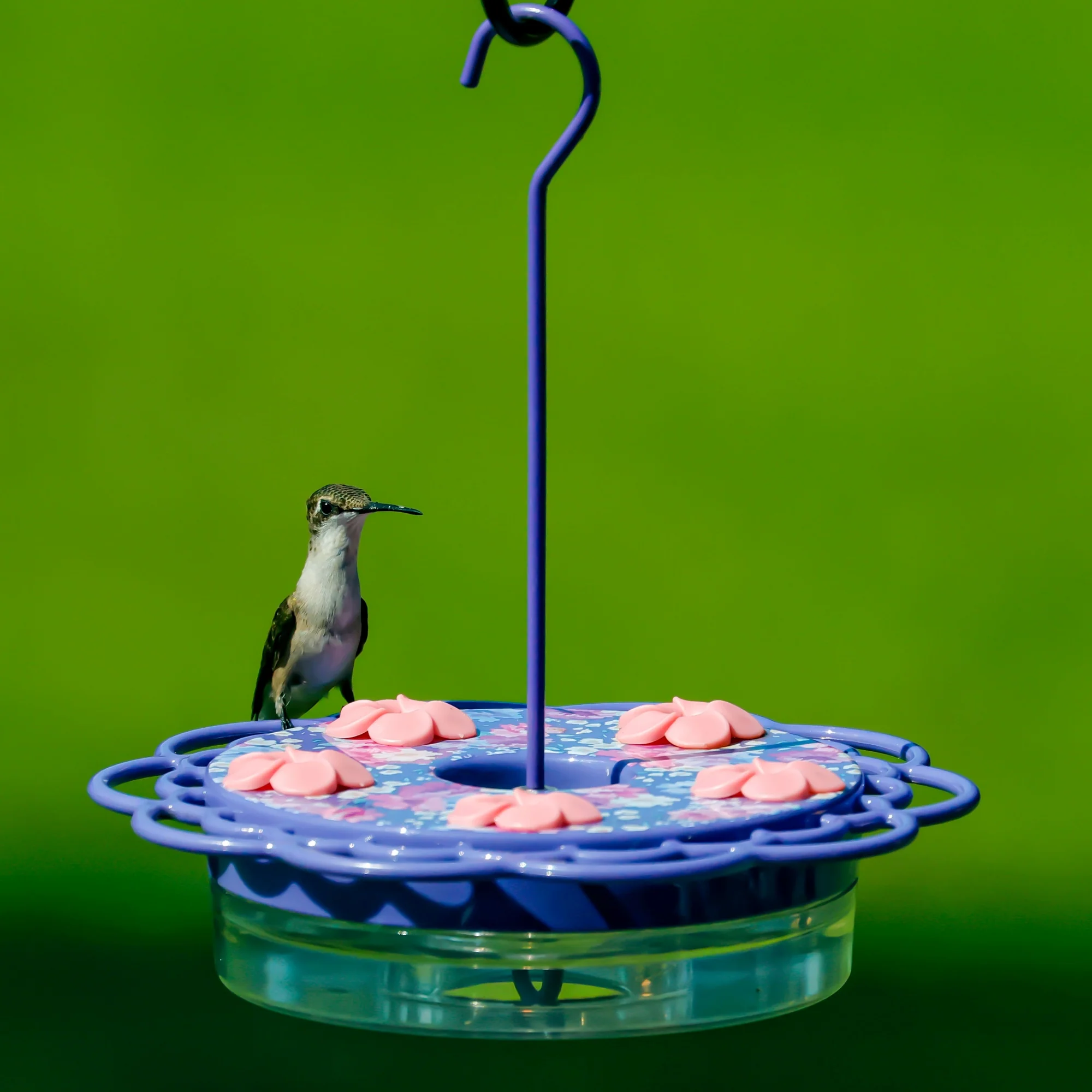 Petunia Passion Plastic Hanging Dish Hummingbird Feeder - Image 10